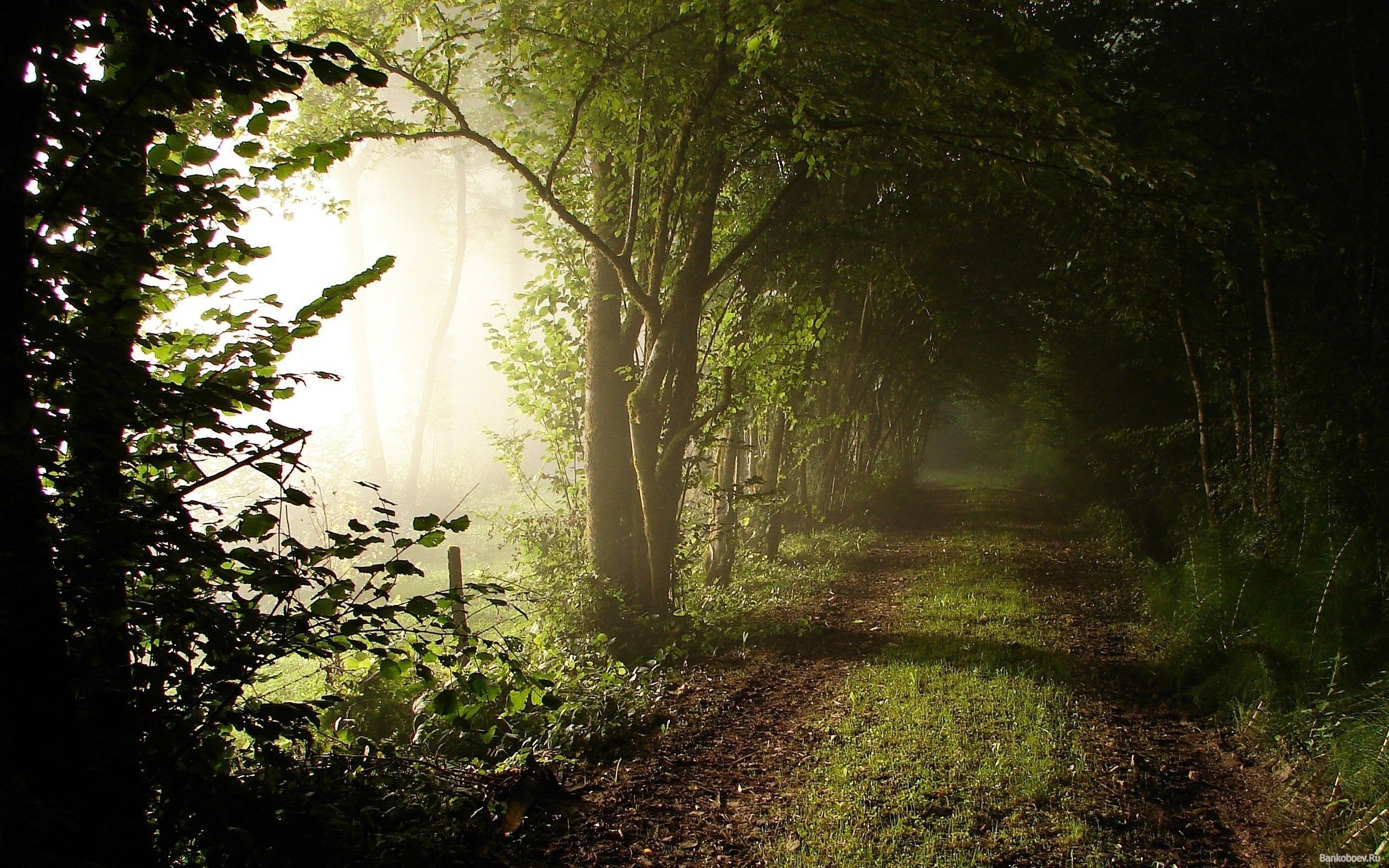 عکس صبح بهاری در یک جنگل تاریک