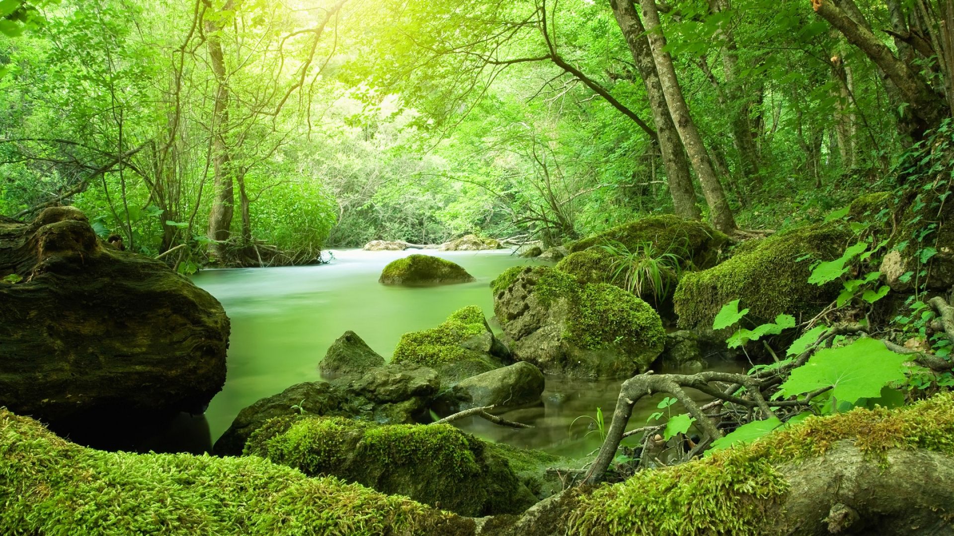 بهترین پروفایل رودخانه درون جنگل سرسبز شگفت انگیز 