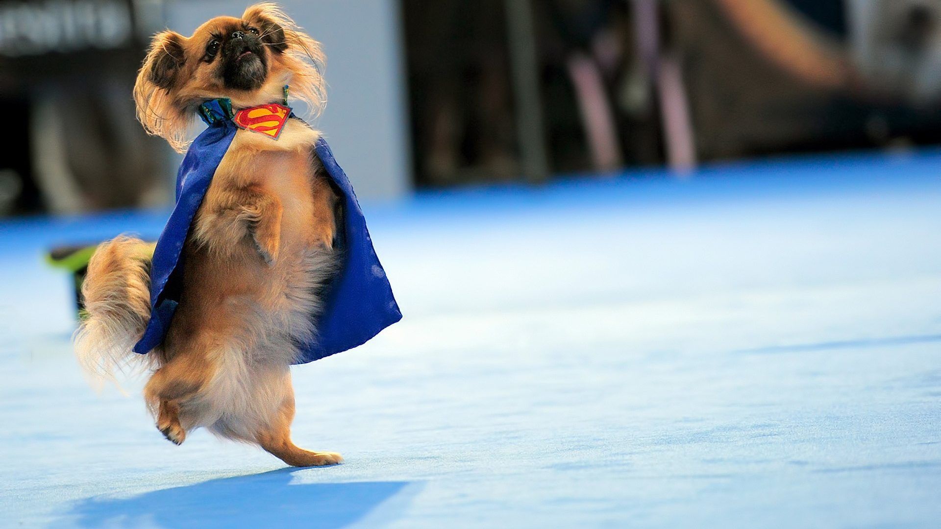 عکس Full HD نژاد خوشگل سگ با لباس جالب سوپرمن برای تصویر زمینه