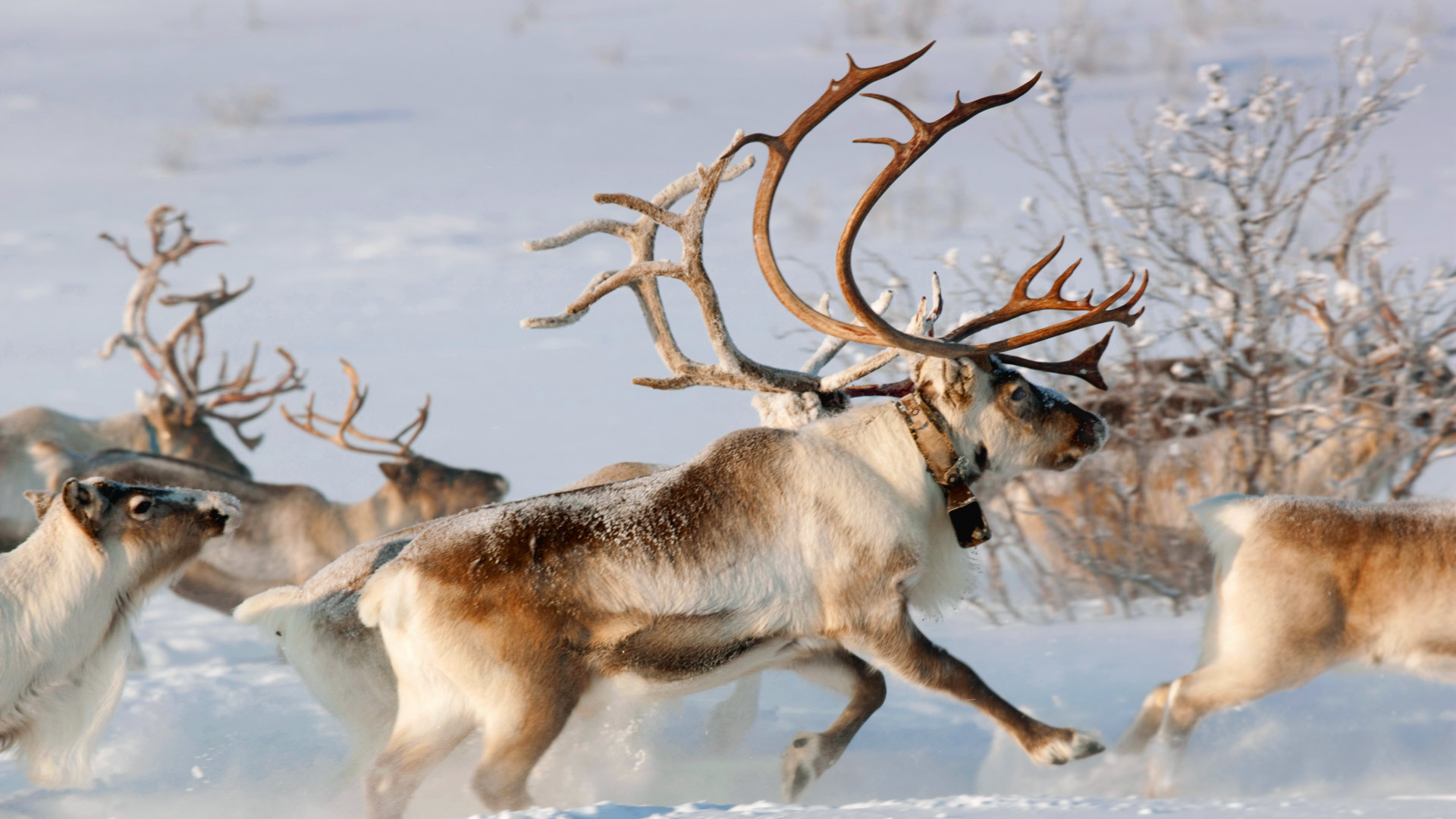 عکس گوزن قطبی و شمالی در فصل زمستان مخصوص والپیپر 4k