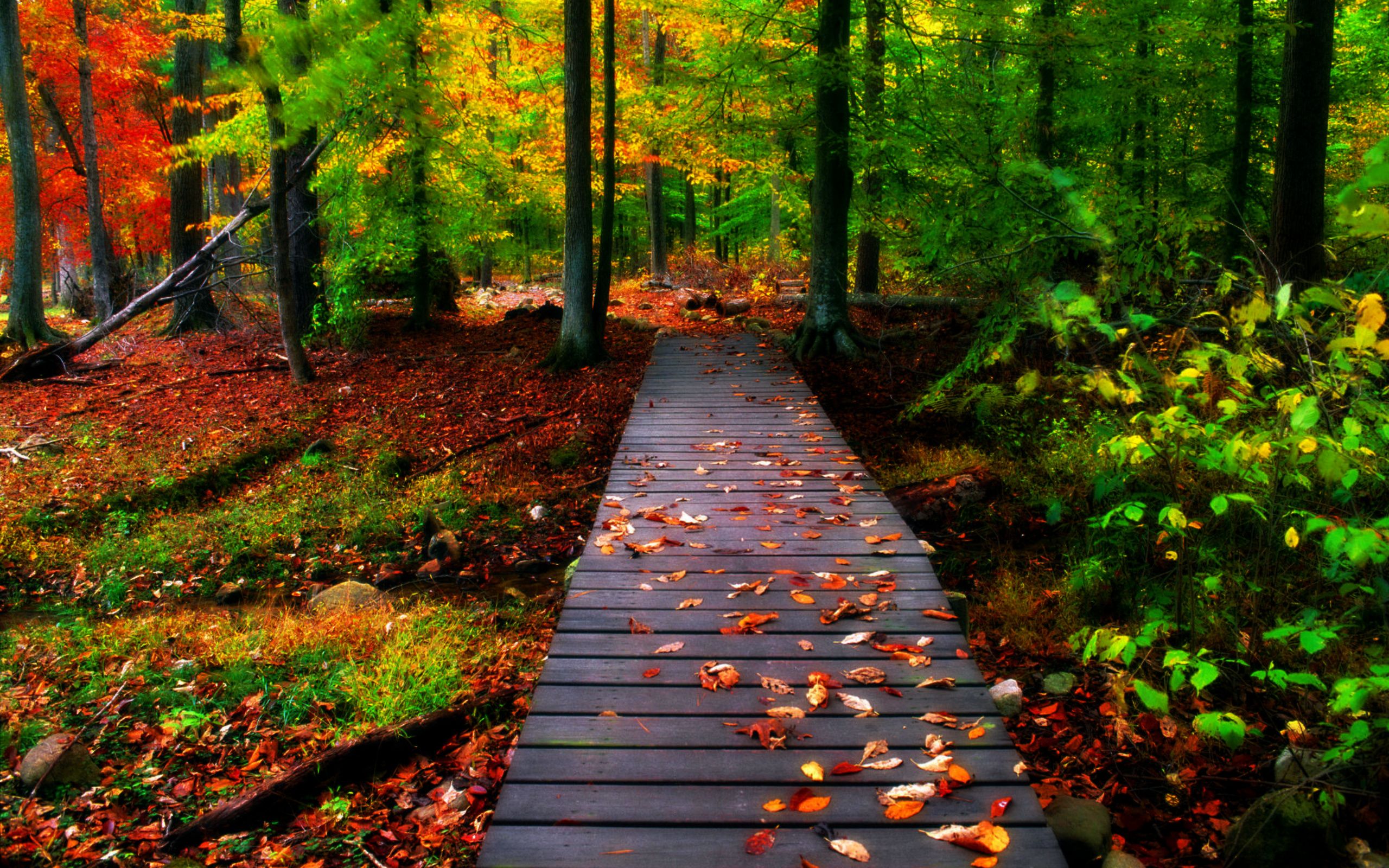 تصویر پل چوبی خوشگل درون جنگل پاییزی رنگارنگ با فرمت JPG 