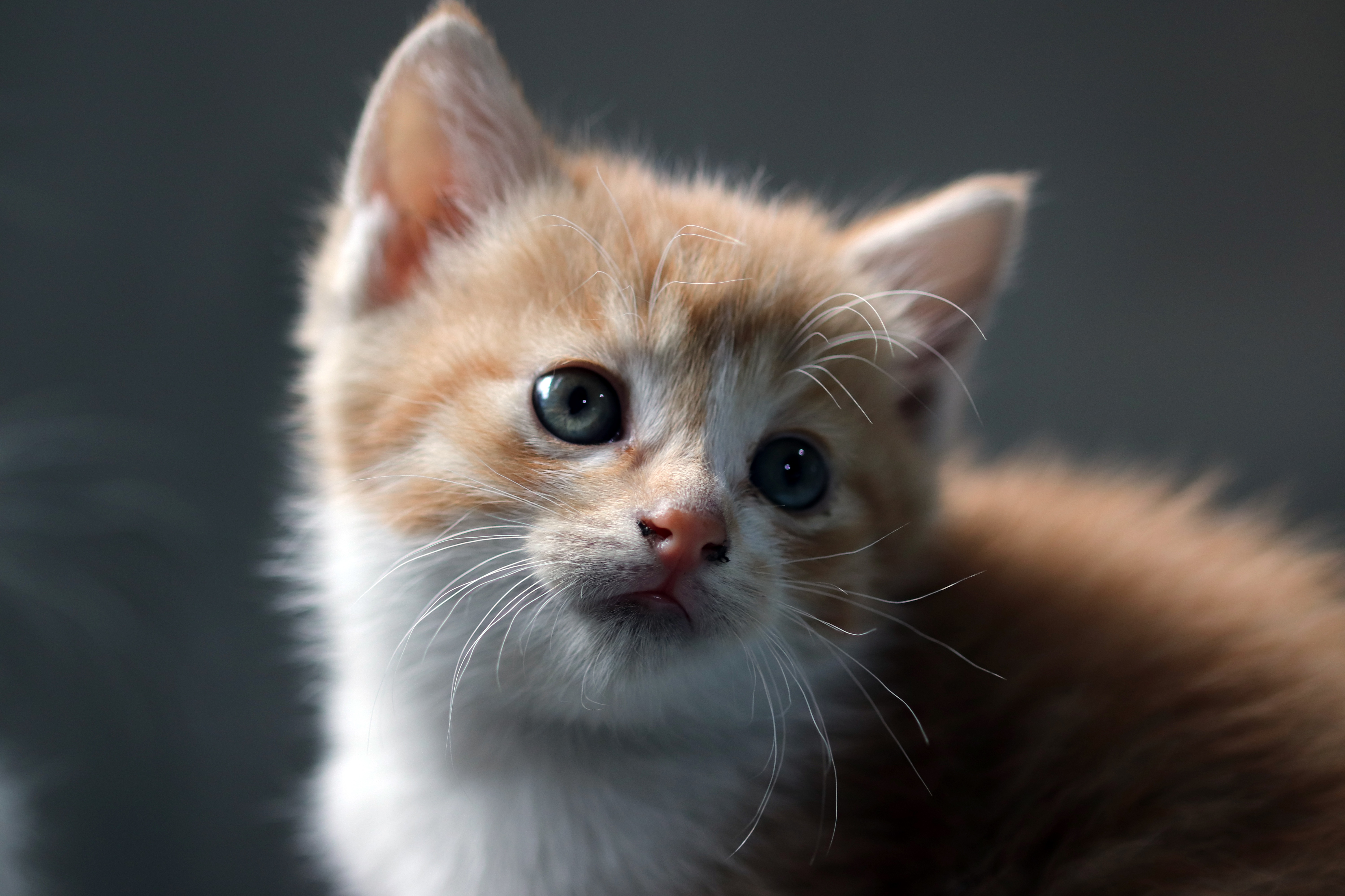 پس زمینه گربه ملوس و بامزه کوچولو با نگاه زیبا و خیره کننده 