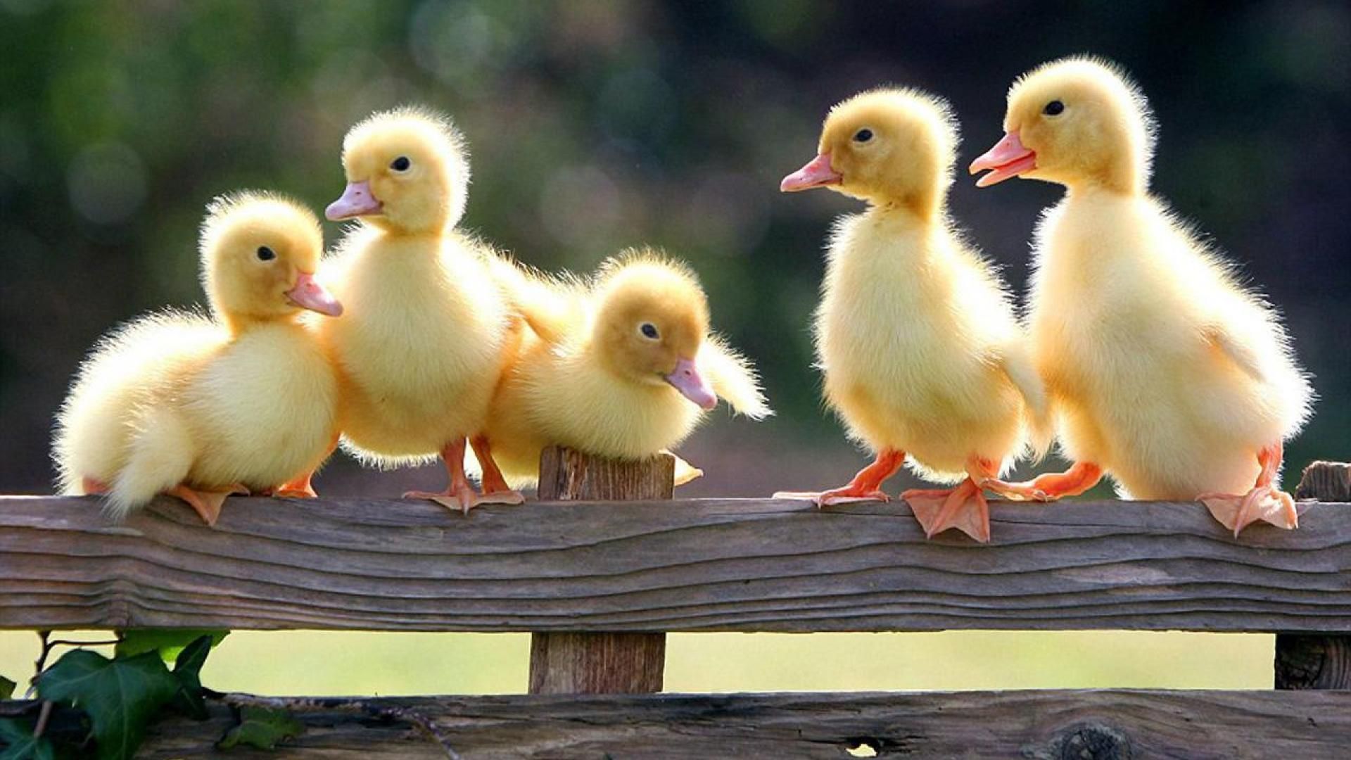 عکس full hd اردک های زرد خوشگل در طبیعت بهاری