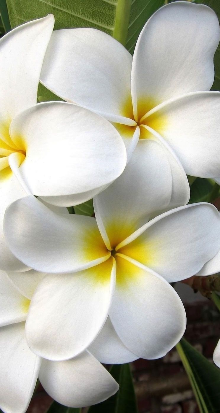 پس زمینه زیبای گل پلومریا سفید معطر برای ویندوز 12