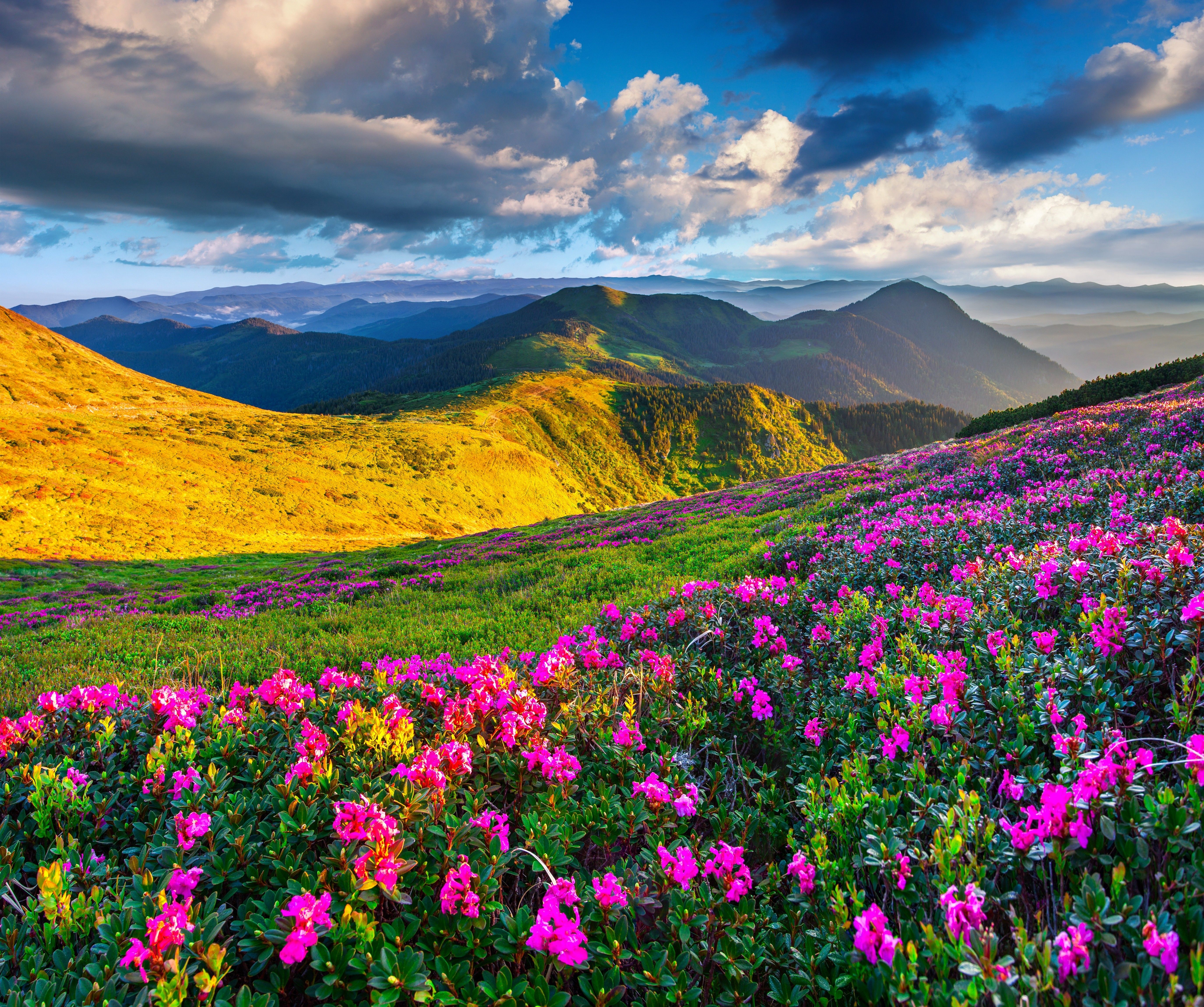 عکس دشت پر از گل در یک منطقه کوهستانی در صبح بهار