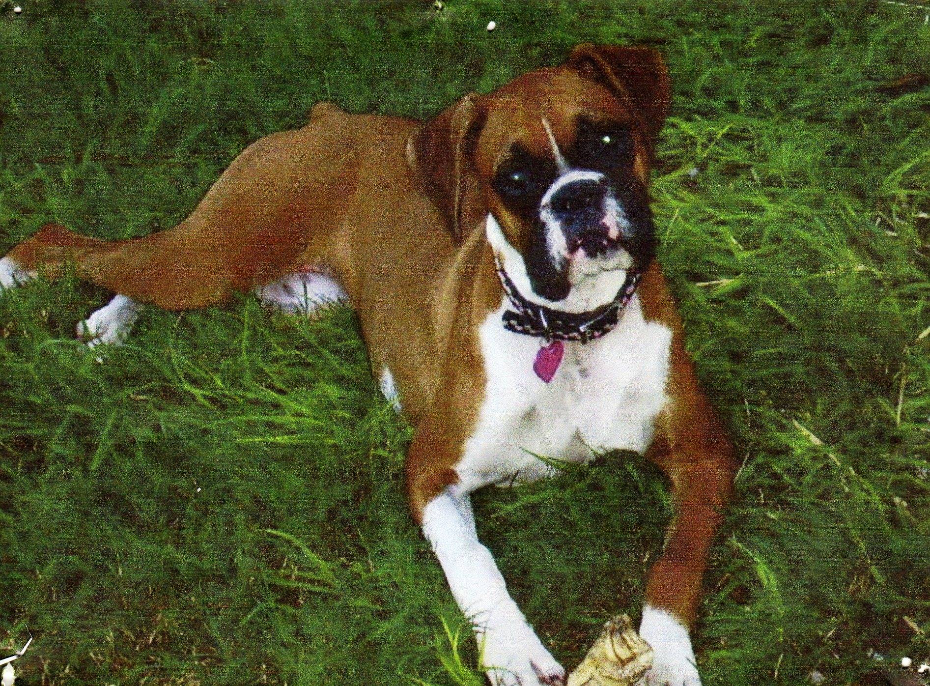 تصویر سگ بزرگ مظلوم با کیفیت فول اچ دی رایگان 