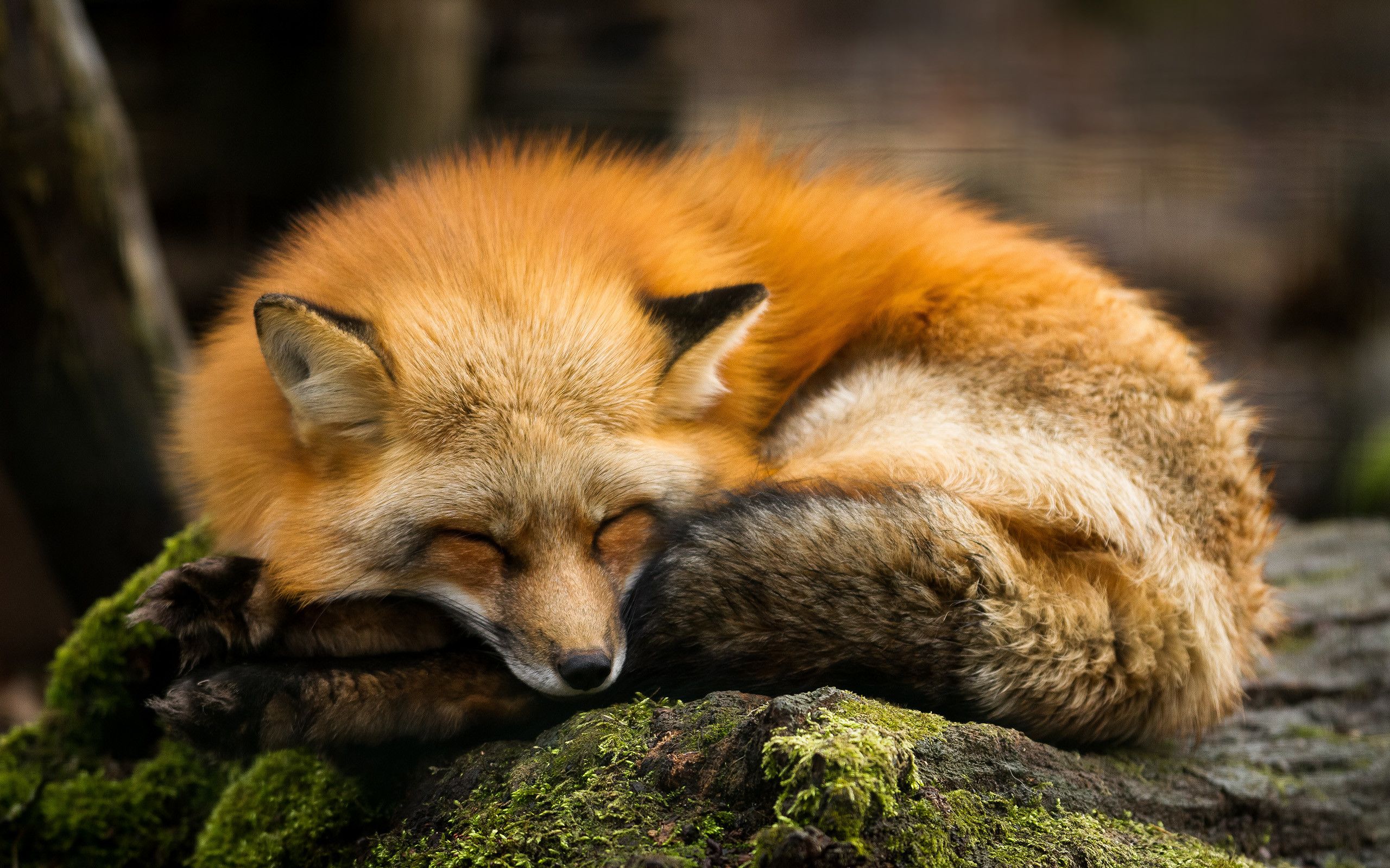 عکس پروفایل بچه روباه خوابالو با کیفیت Full HD 