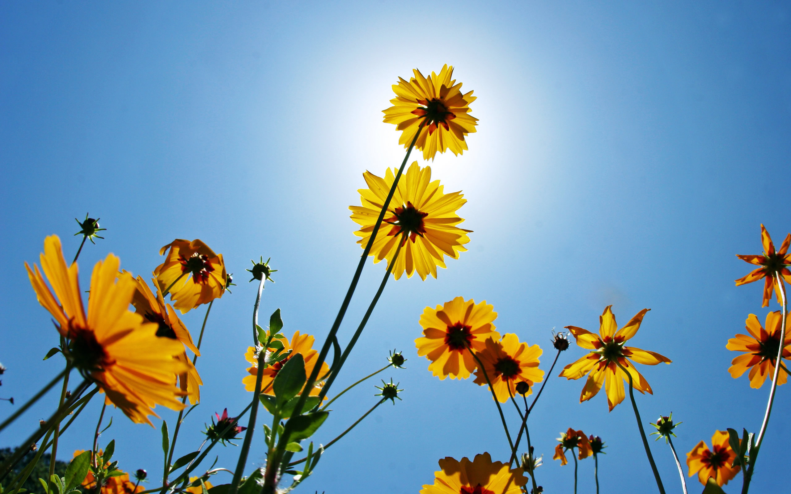 عکس گل آفتاب گردان با کیفیت بالا برای چاپ بر روی تابلو و تخته شاسی