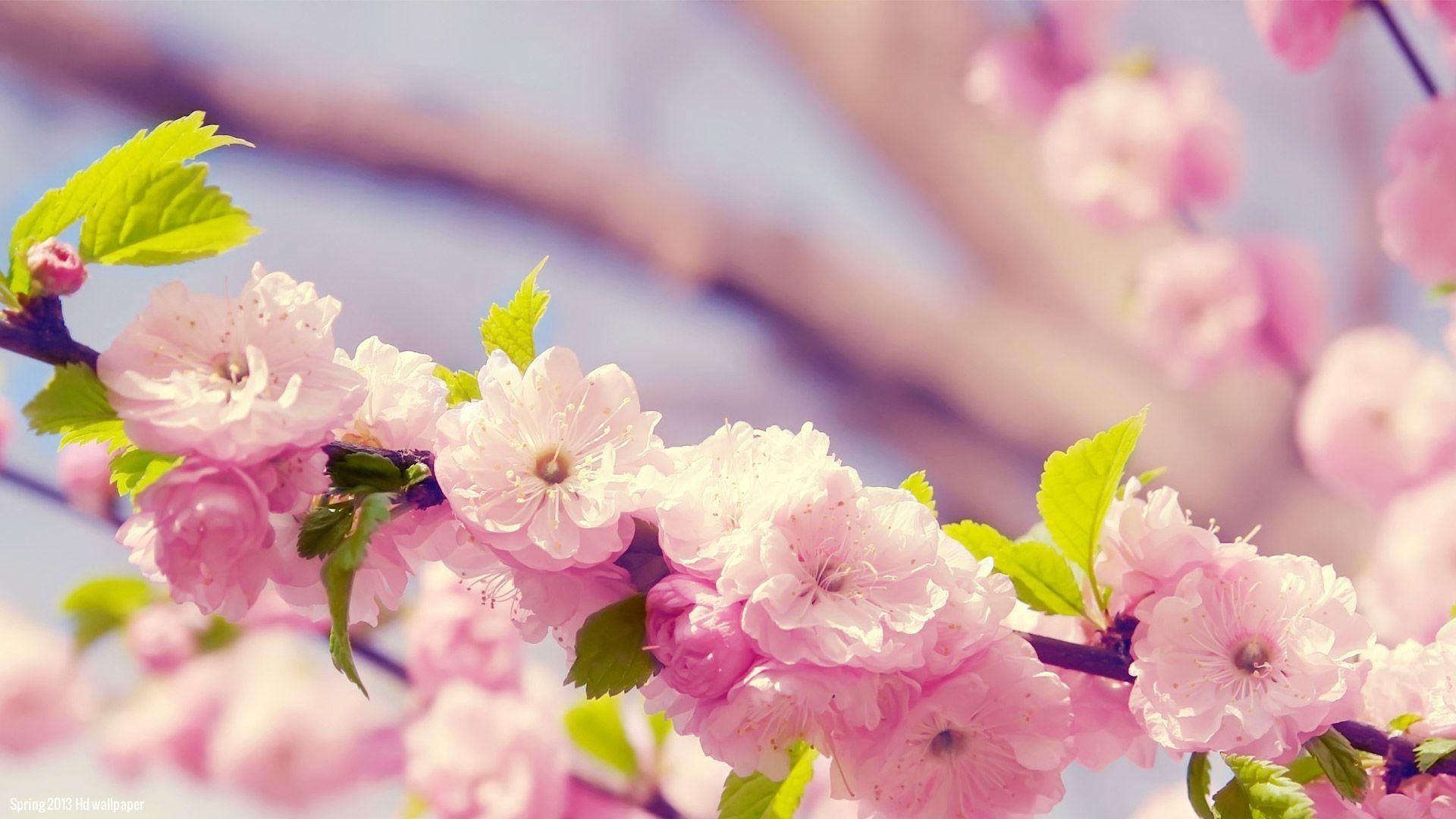 عکس رایگان شکوفه های بهاری زیبا