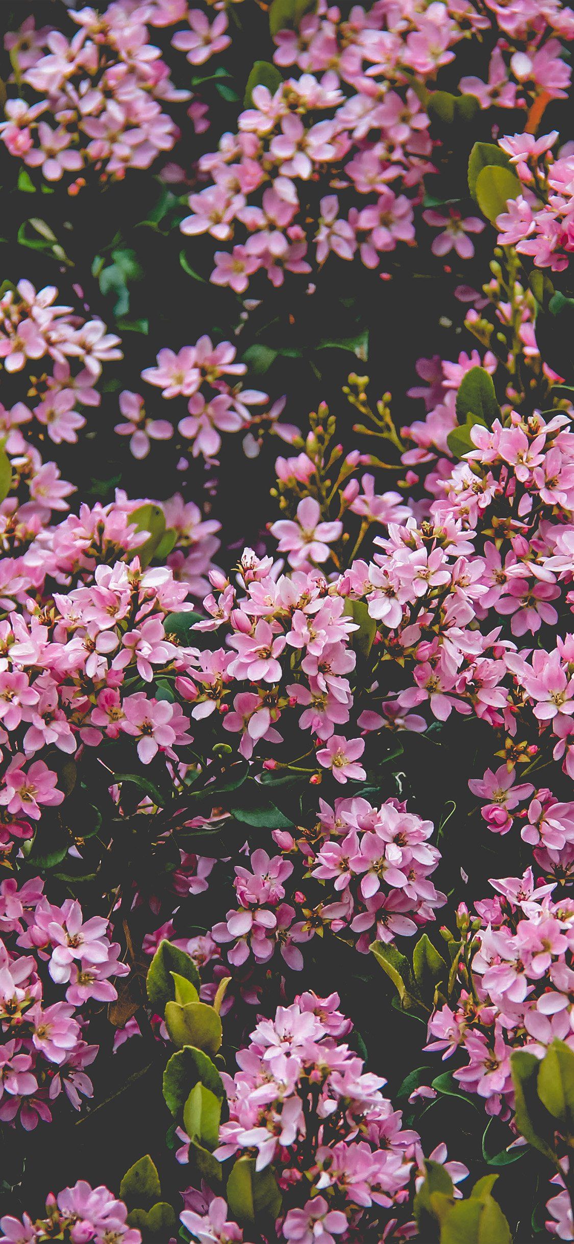 پردانلود ترین عکس زمینه گل های بهاری برای گوشی اپل