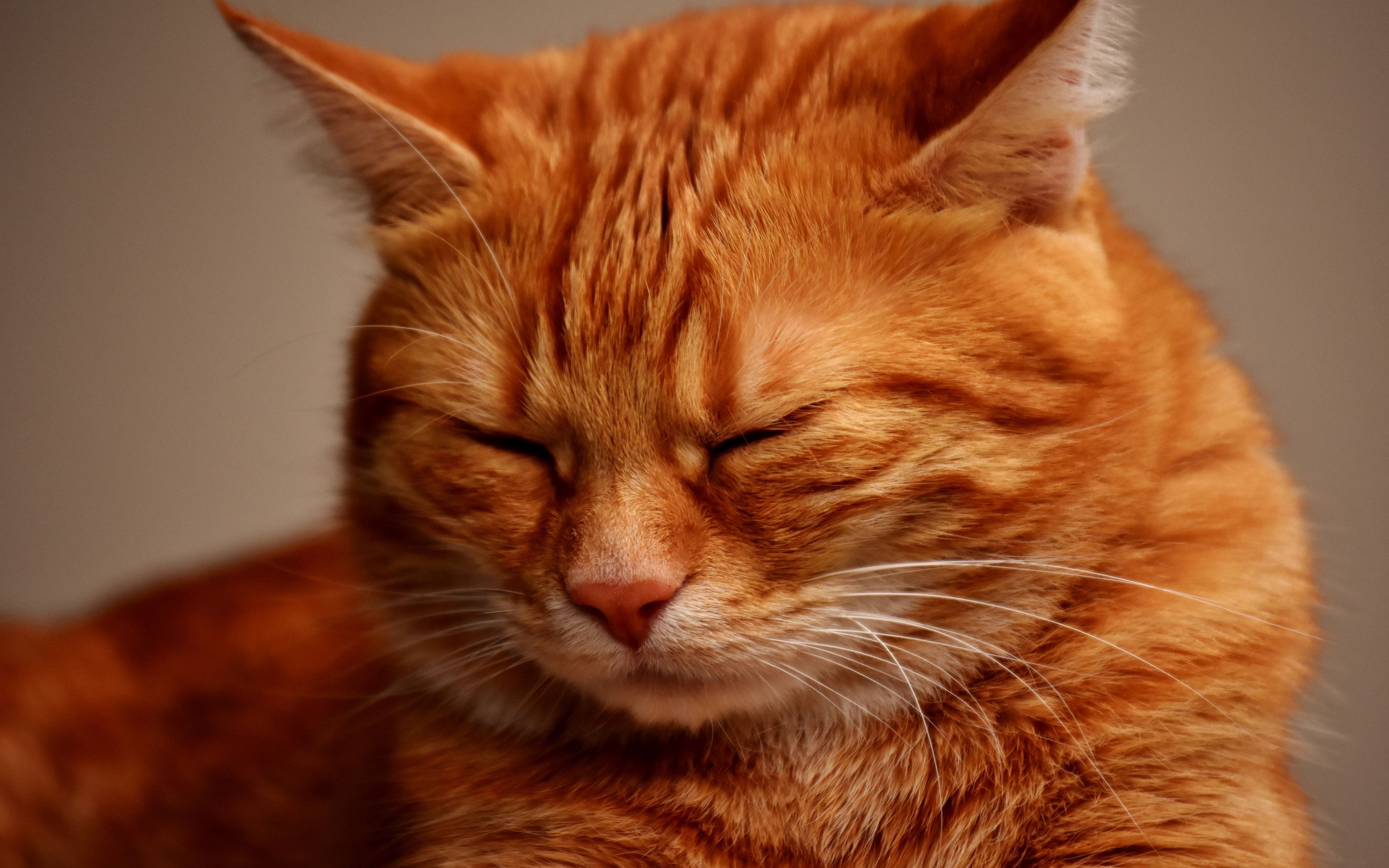 بک گراند گربه نارنجی ملوس و زیبا راه راه با چشم های بسته