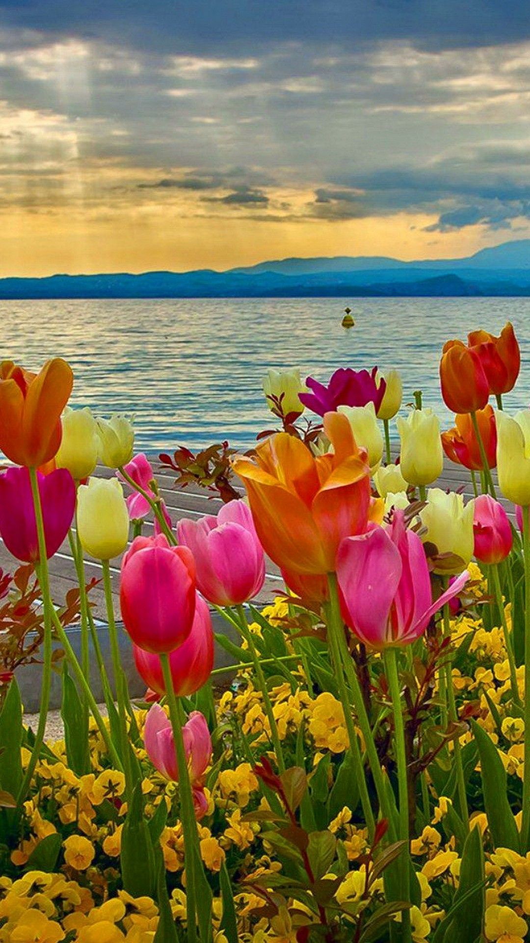 تصویر شاهکار گل های بهاری در کنار دریا با کیفیت ویژه