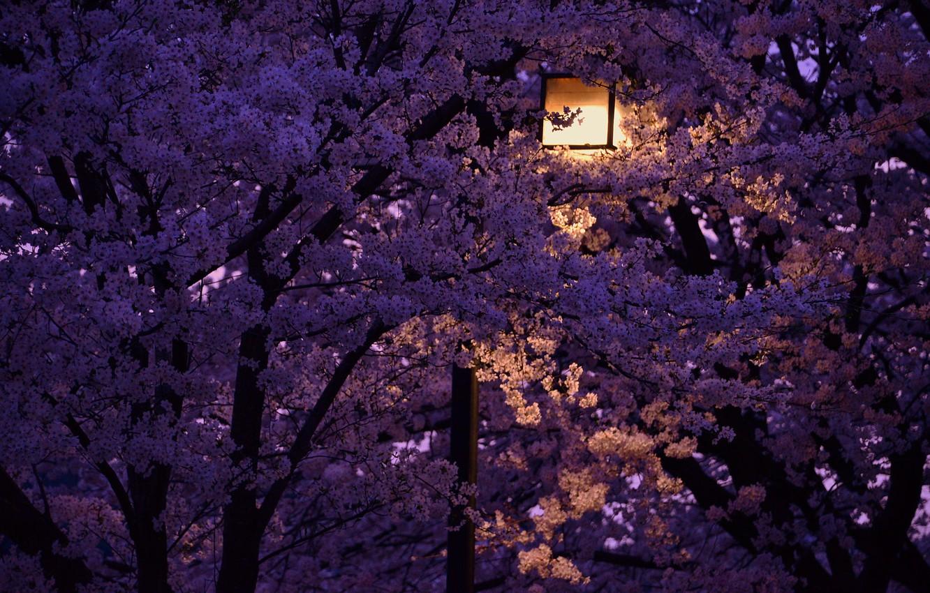 عکس زمینه شکوفه های بنفش فصل بهار در شب برای IPhone