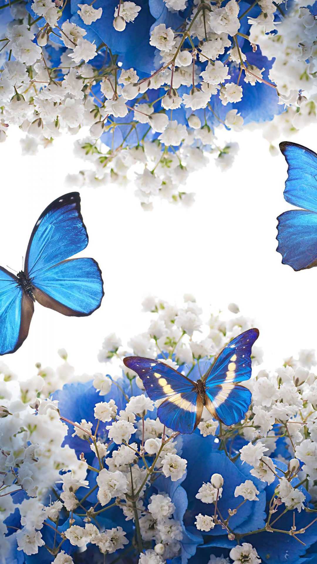 دانلود تصویر منتخب پروانه مخصوص پروفایل و تصویر شاپرک و گل