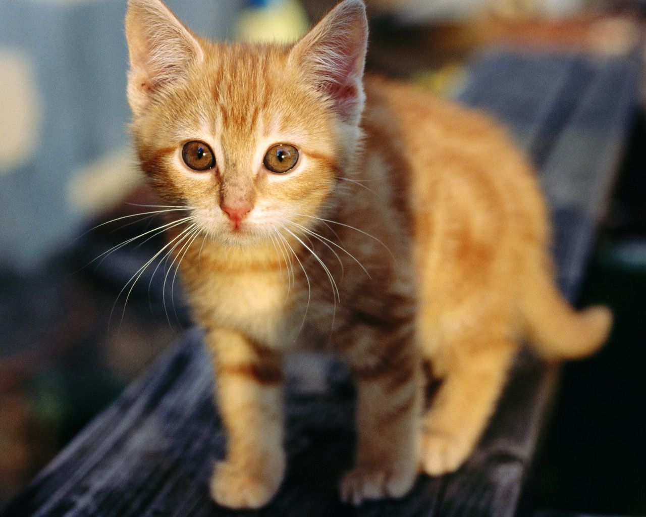 گربه کوچولوی نارنجی در امتداد سایه روشن آفتاب