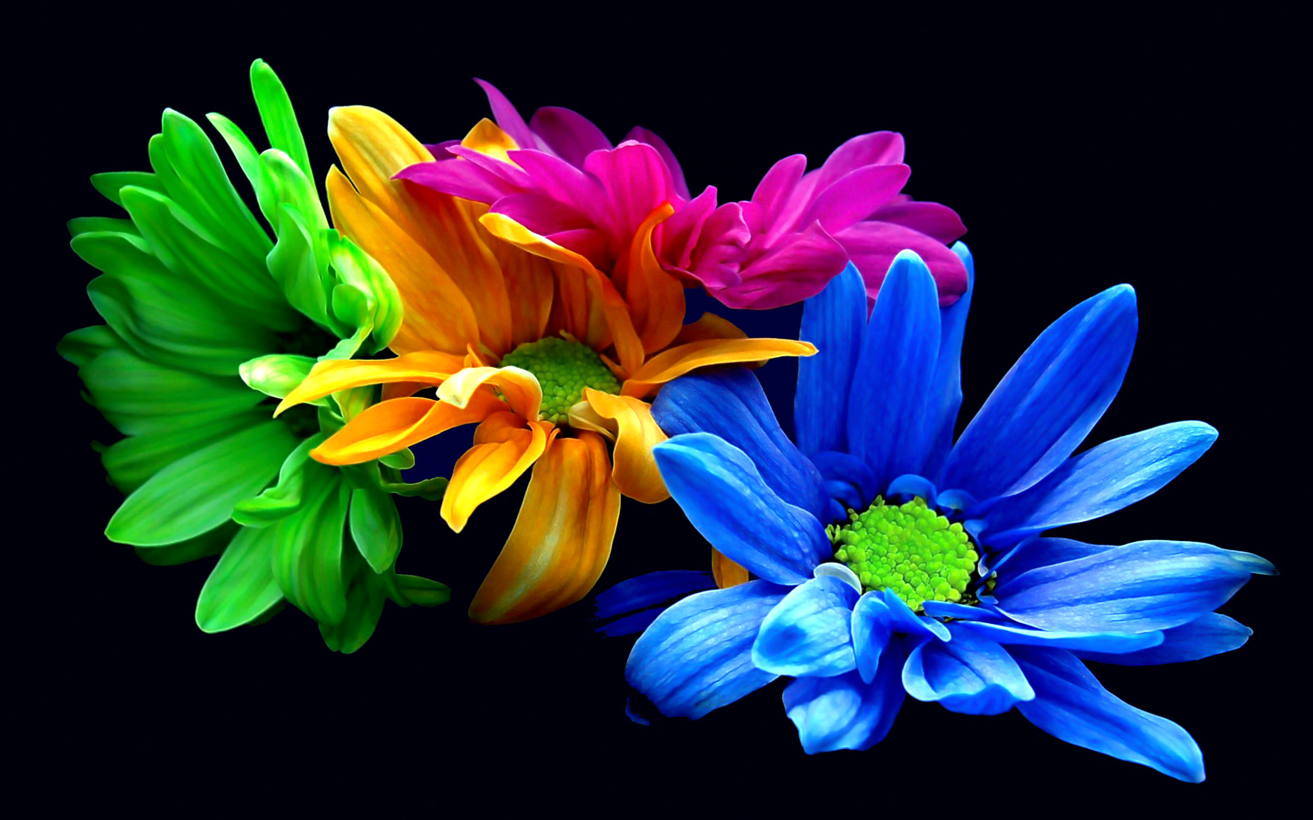 تصویر زمینه خارق العاده گل های رنگارنگ برای زیبا پسندان