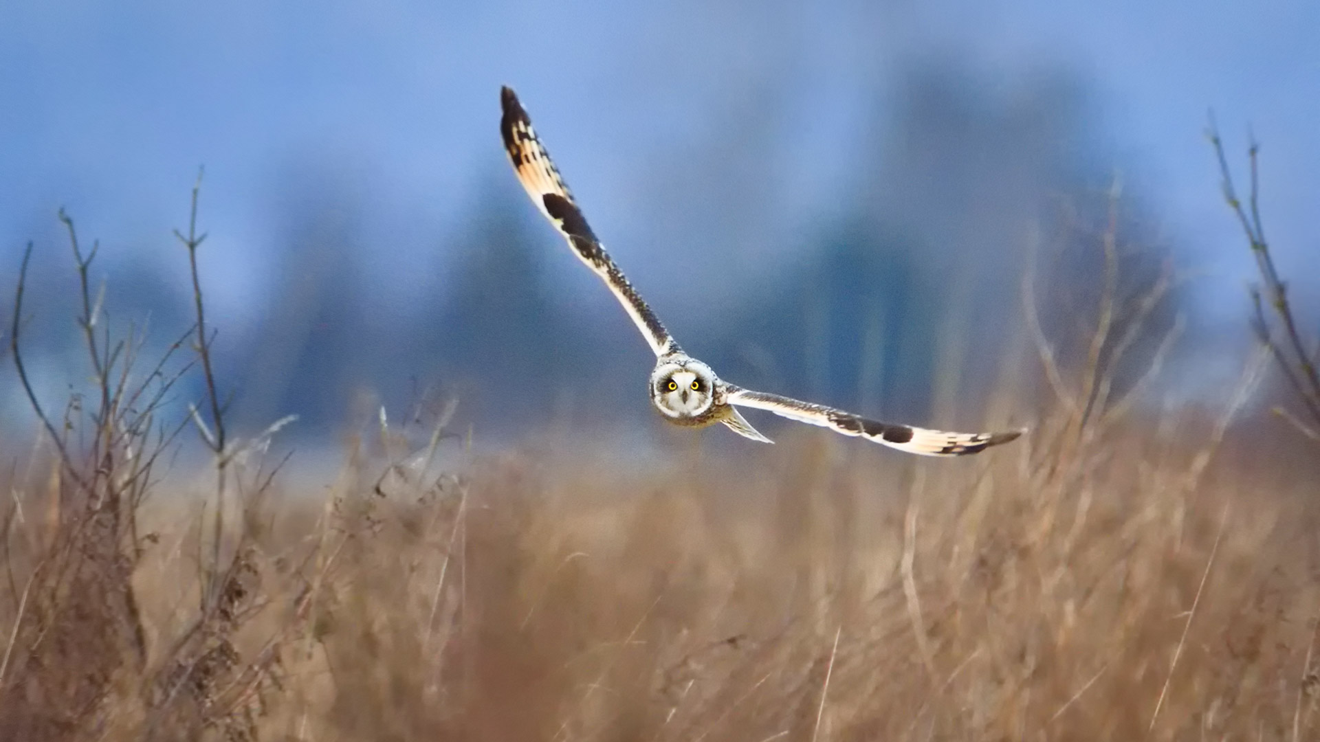عکس و تصویر زمینه 4k خیره کننده از جغد زیبا و بازیگوش در حال پرواز