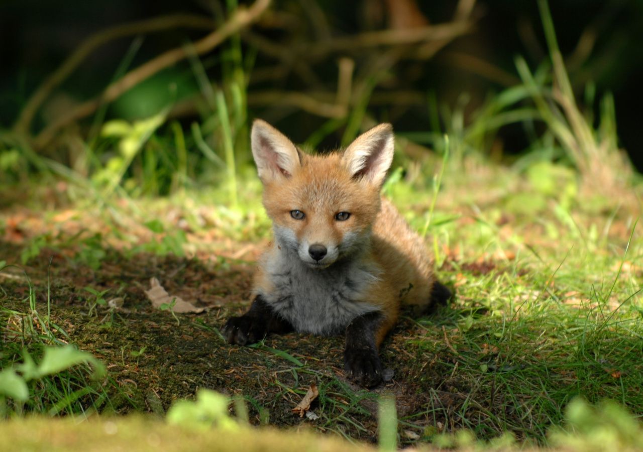بچه روباه کوچولو و زیبا در طبیعت سرسبز در یک قاب 8K 