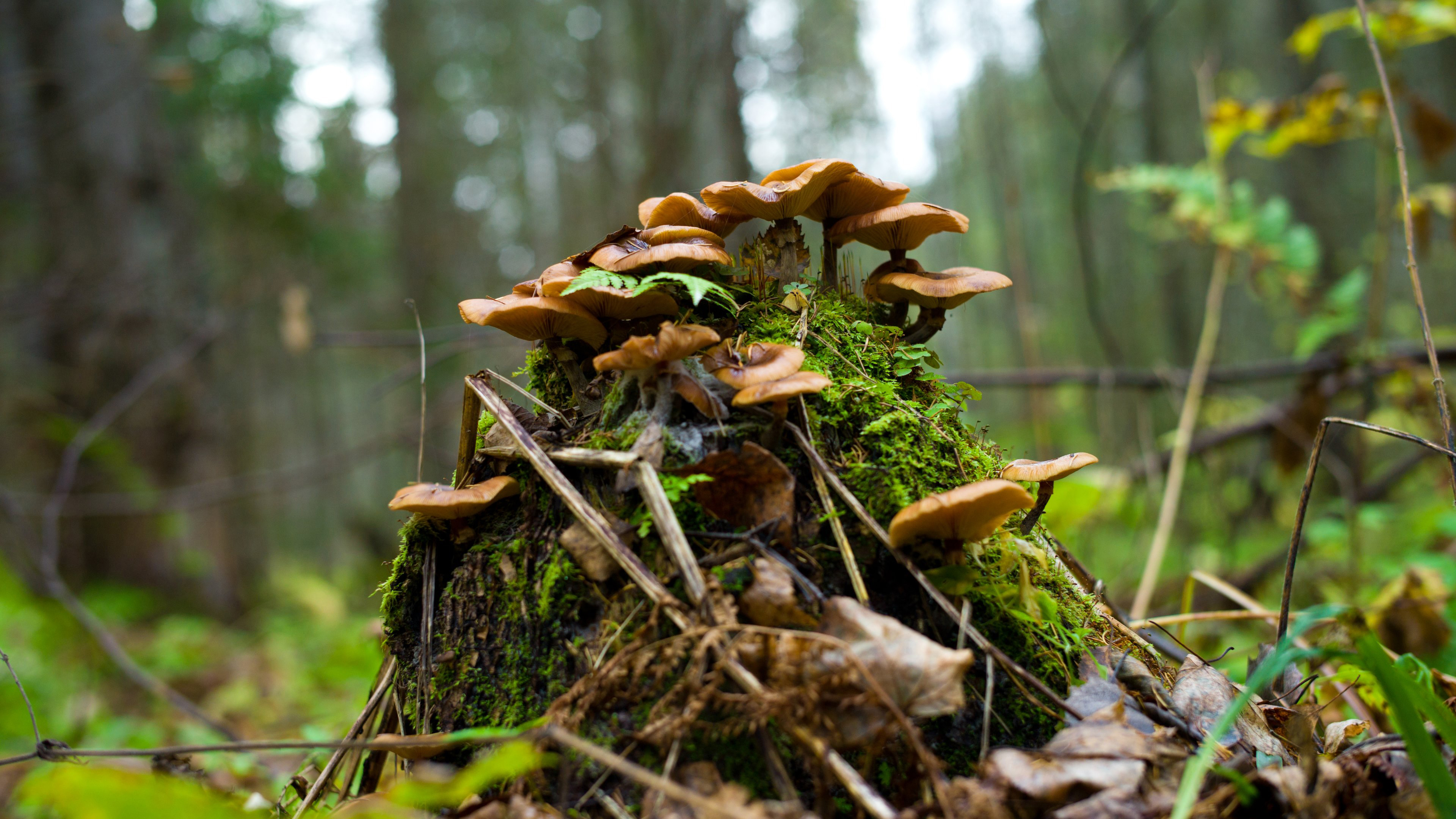تصویر زمینه قارچ جنگلی در طبیعت با کیفیت خفن اولترا اچ دی