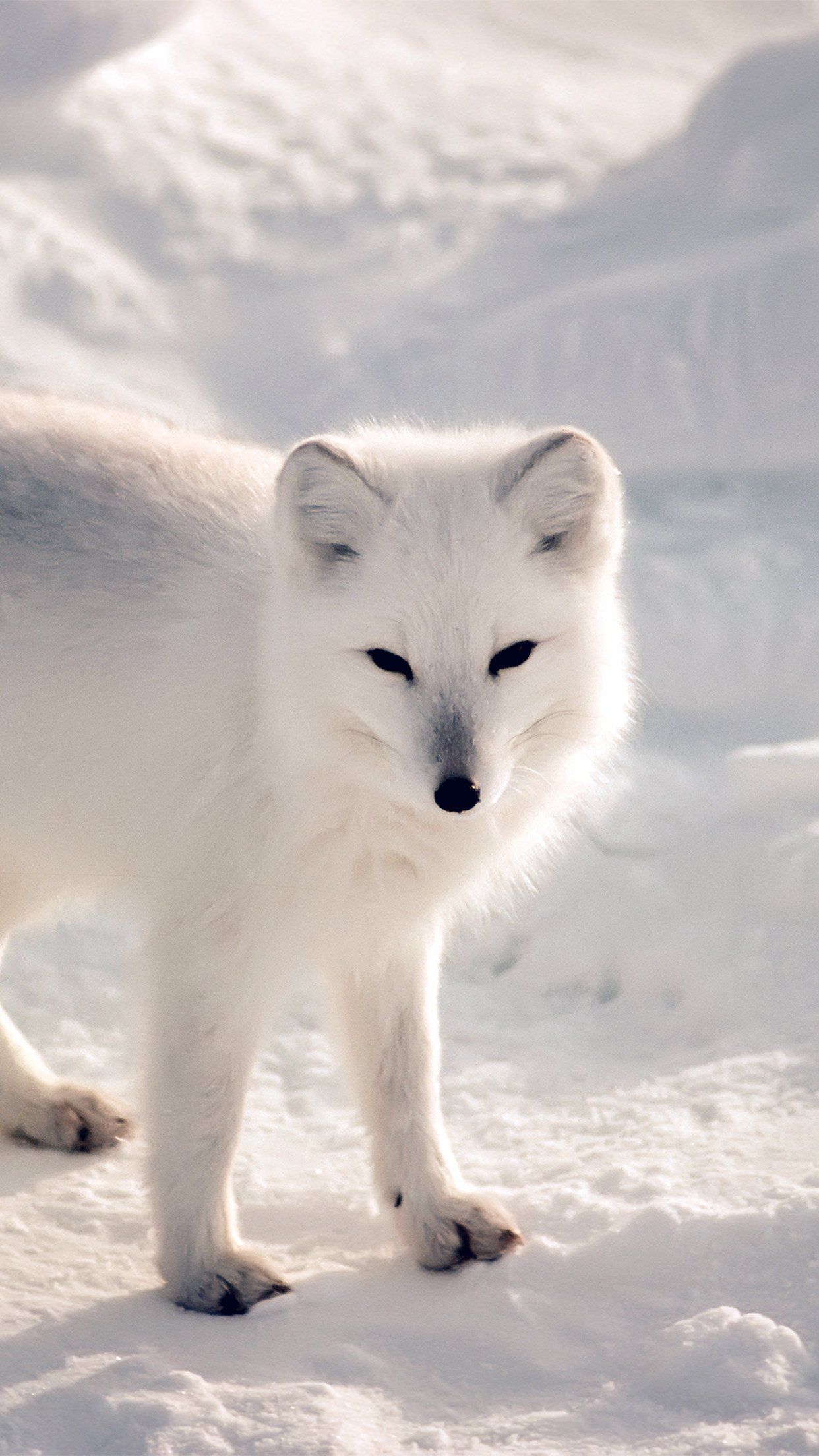 والپیپر FULL HD روباه سفید قطبی