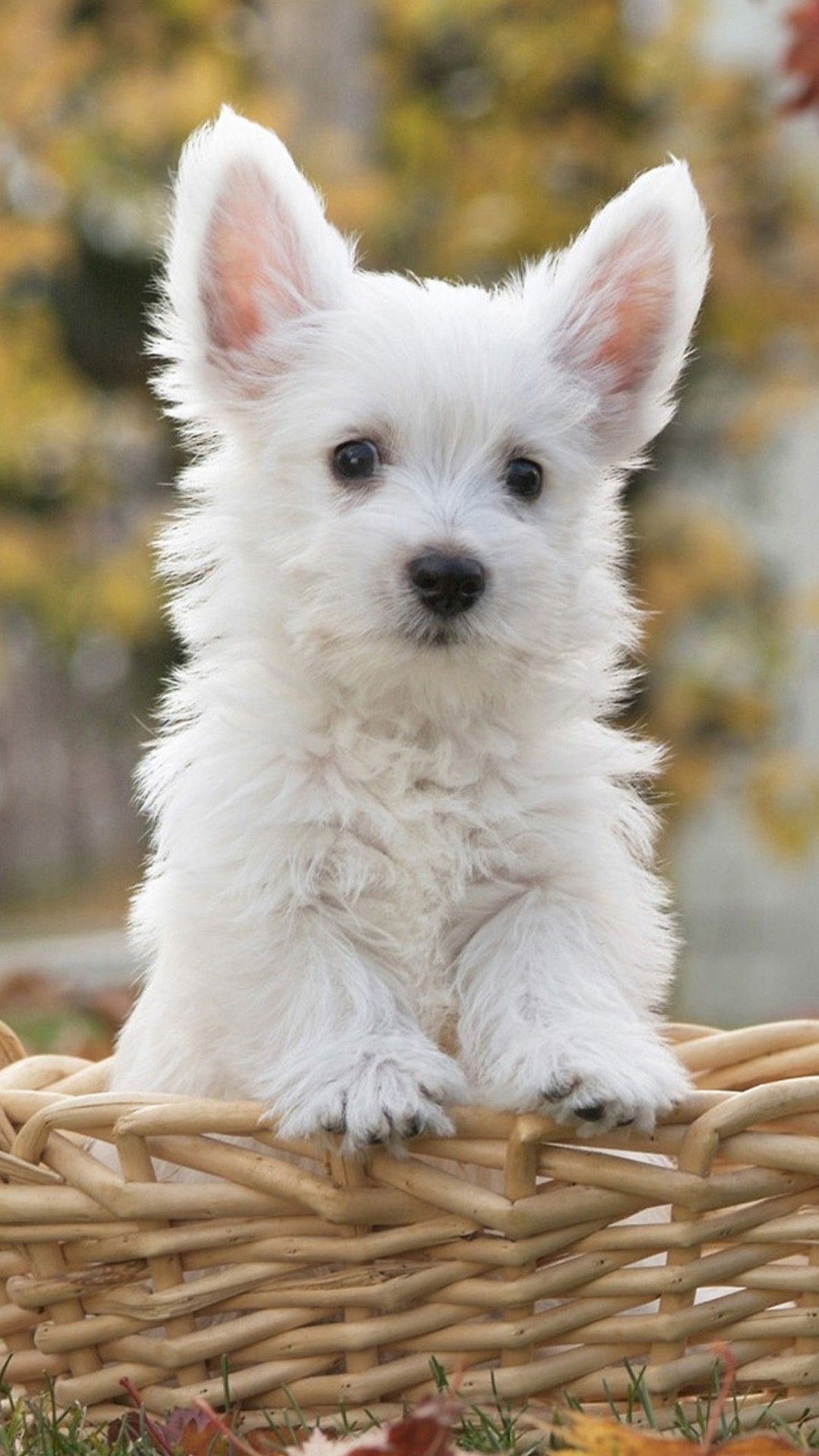 عکس استوک Full HD از بچه سگ سفید عروسکی