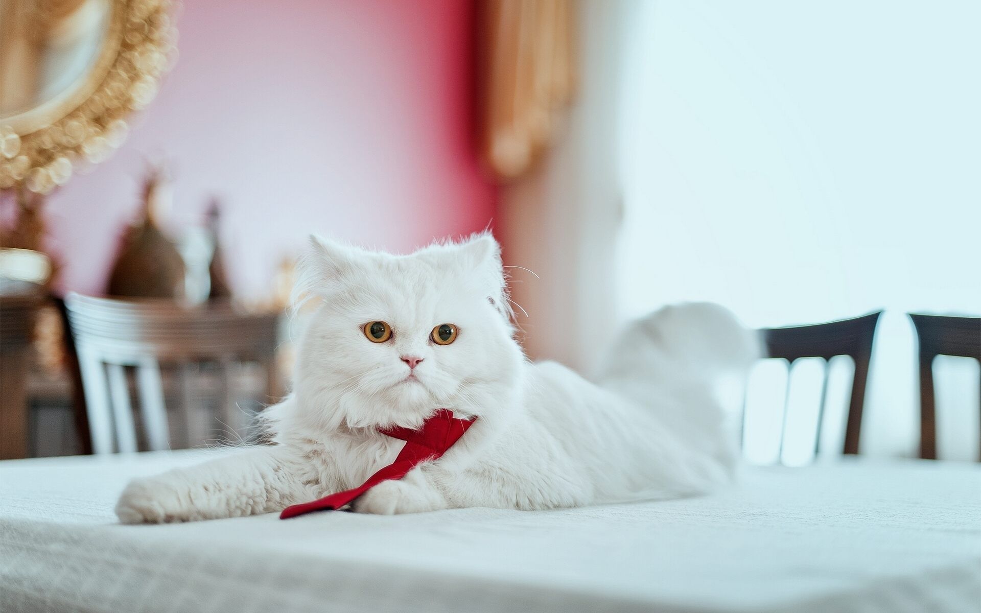 تصویر لاکچری گربه سفید ایرانی برای Instagram
