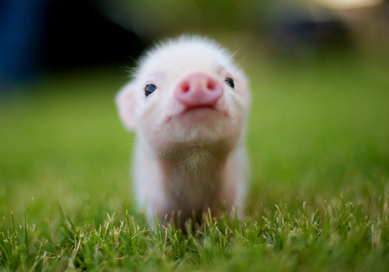 تصویر بچه خوک بامزه صورتی در محیط سبز فصل بهار