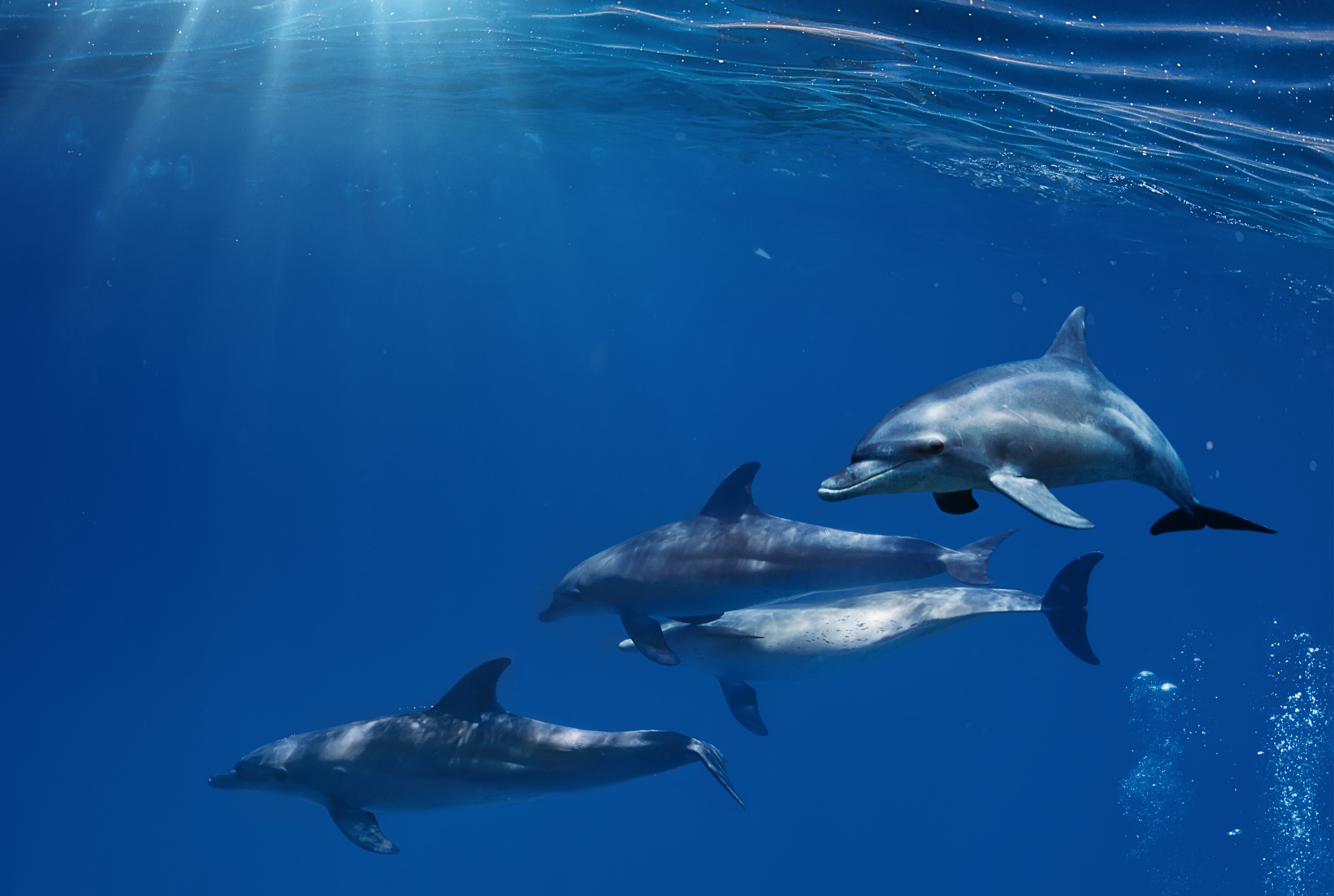 دانلود عکس استوک باکیفیت دلفین ها در آب با فرمت jpg برای طراحی شما