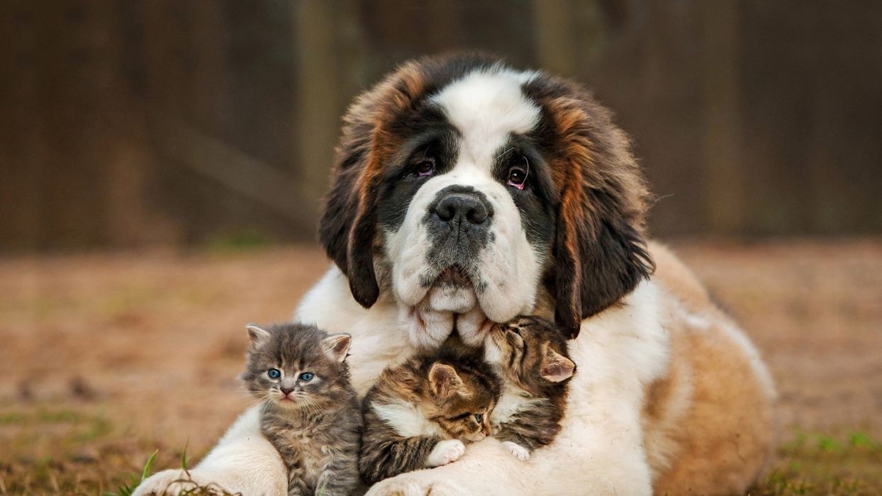 عکس پروفایل سگ قوی و قشنگ با بچه گربه های کیوت