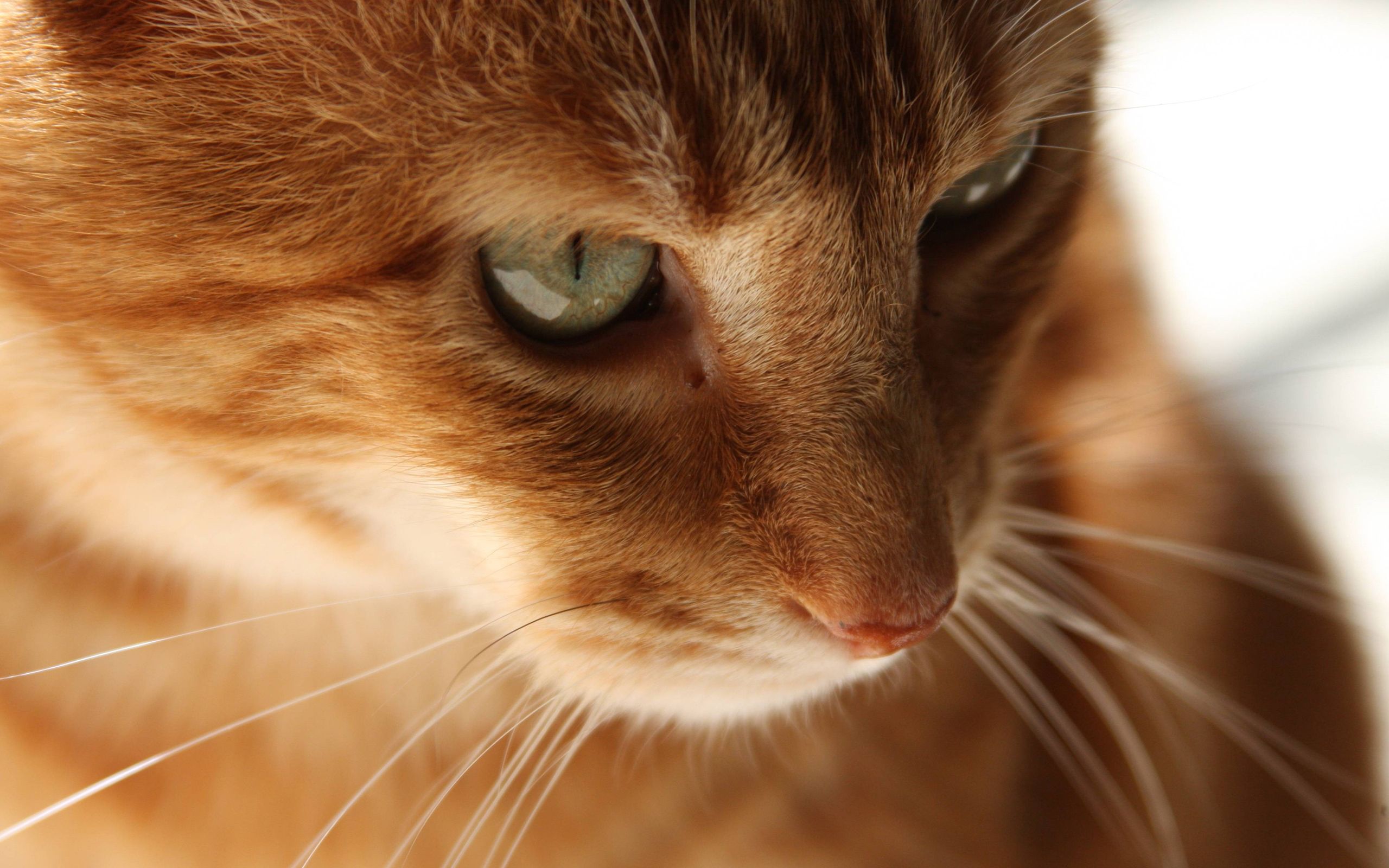 گربه نارنجی باهوش و جدی در یک نمای هنری خاص