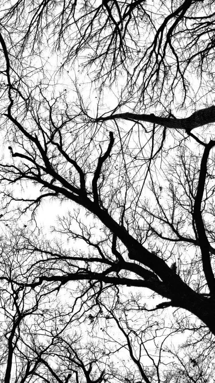 نمای چشم نواز شاخه های خشک درختان با تم سیاه سفید 