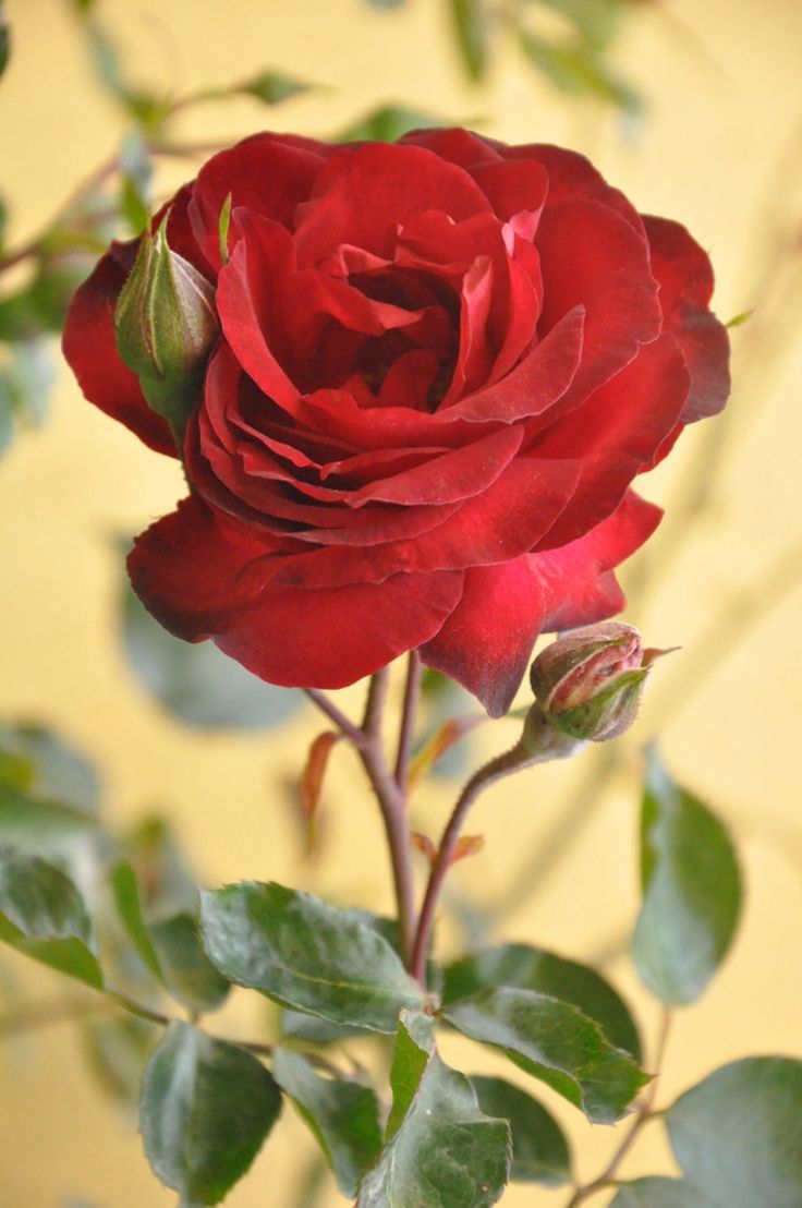 پروفایل ست عاشقانه از شاخه گل رز قرمز در کیفیت HD