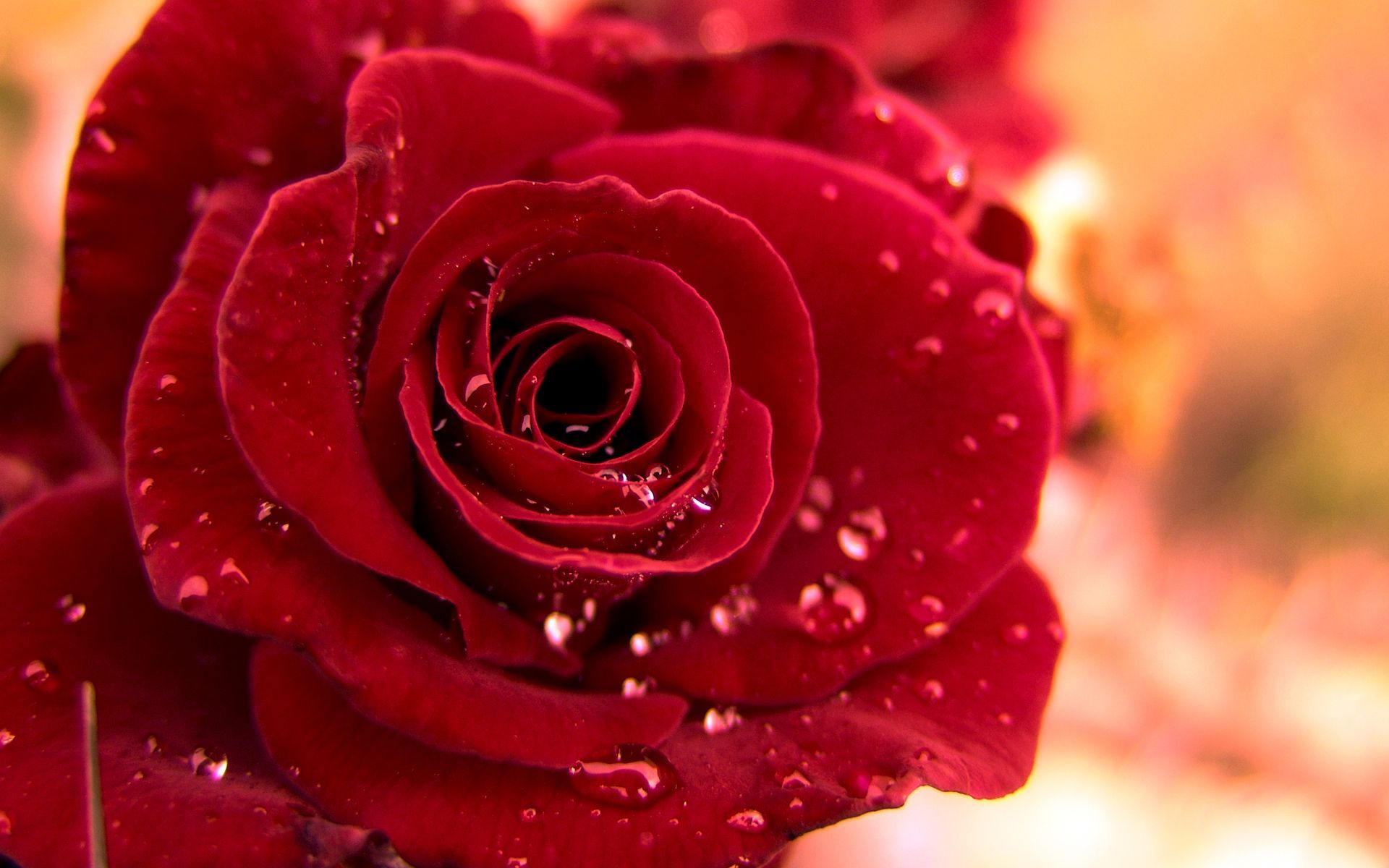خوشگل ترین Wallpaper شاخه گل رز قرمز نماد عشق