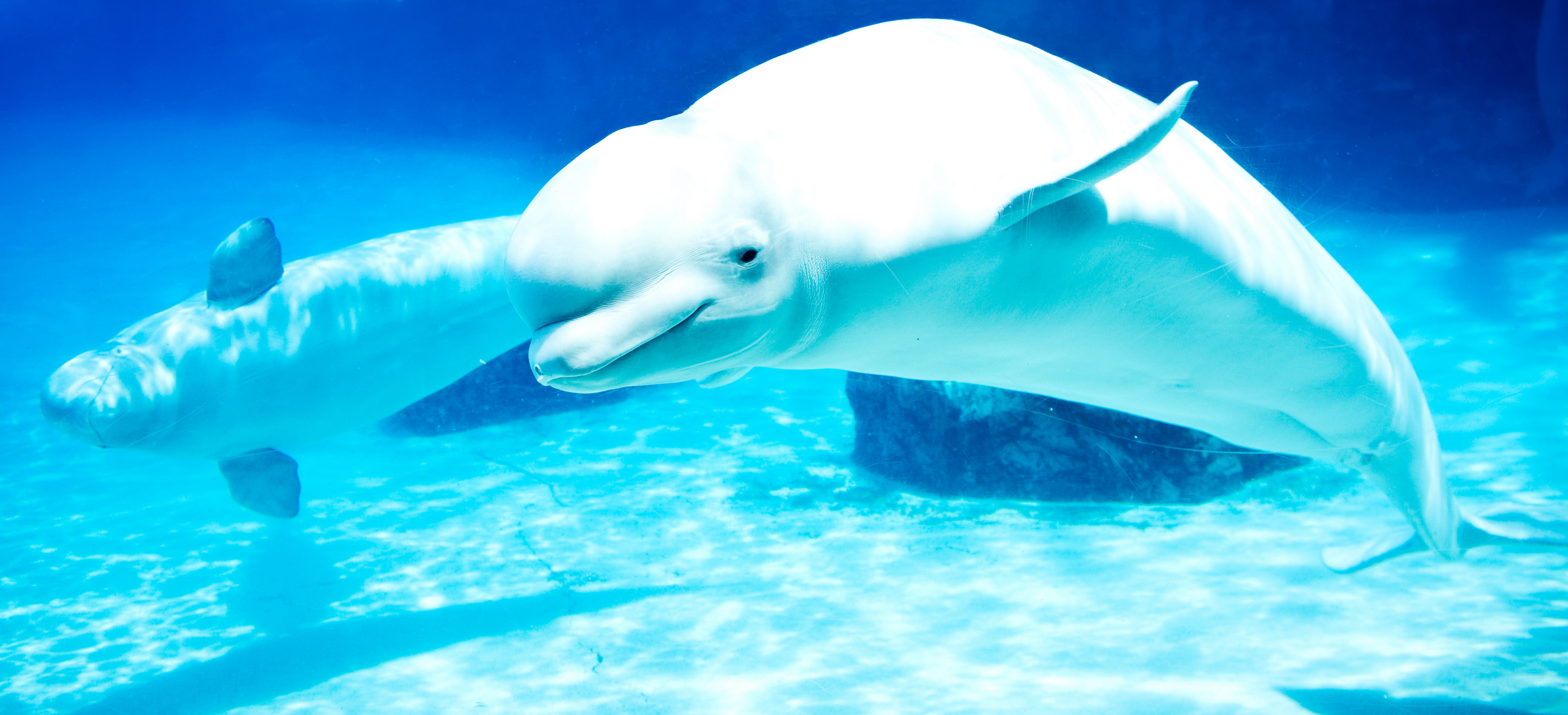 تصاویر با کیفیت بالا از دلفین سفید رنگ برای پس زمینه ویندوز