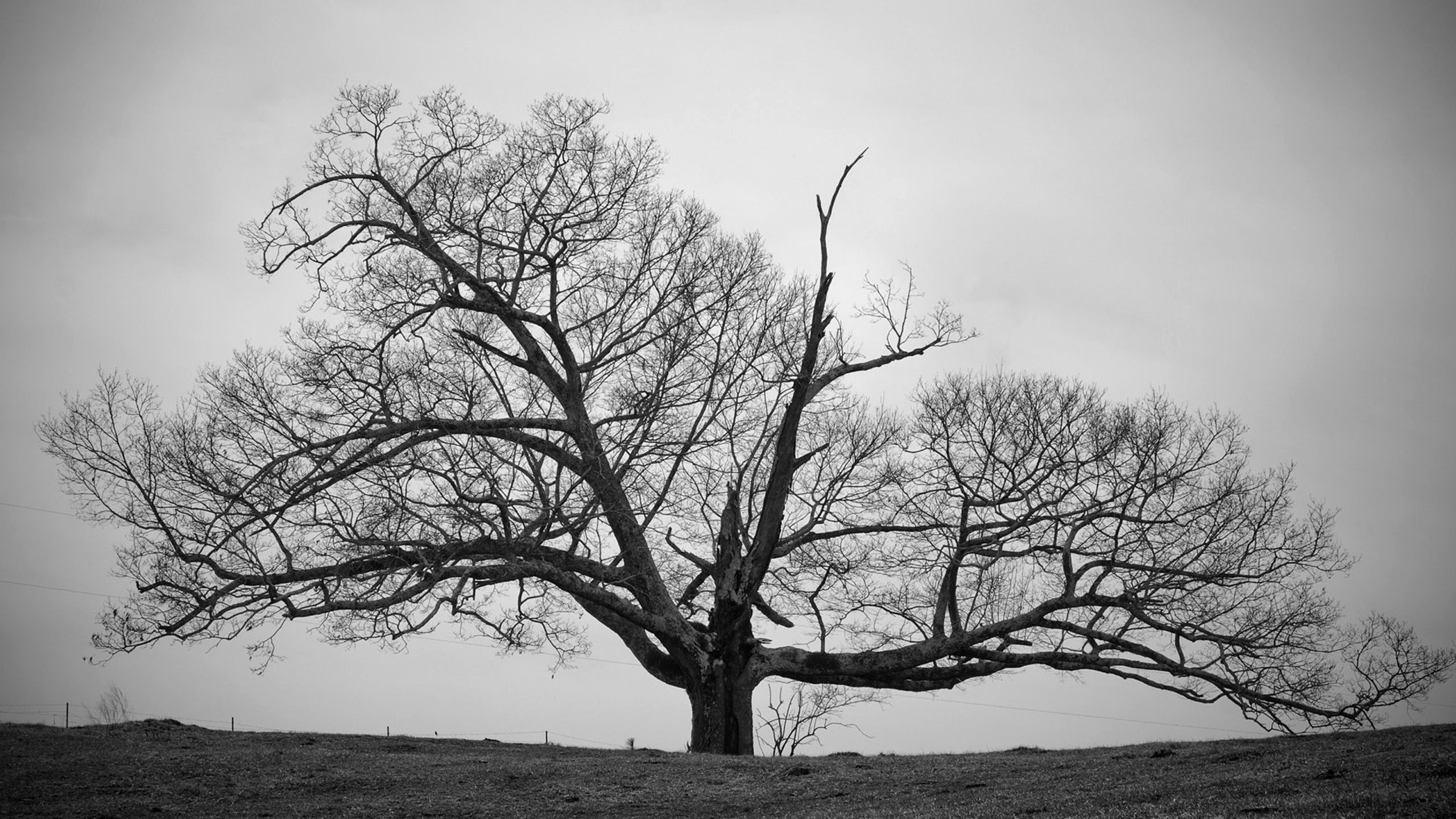 تصویر زمینه HD درخت با طرح سیاه و سفید