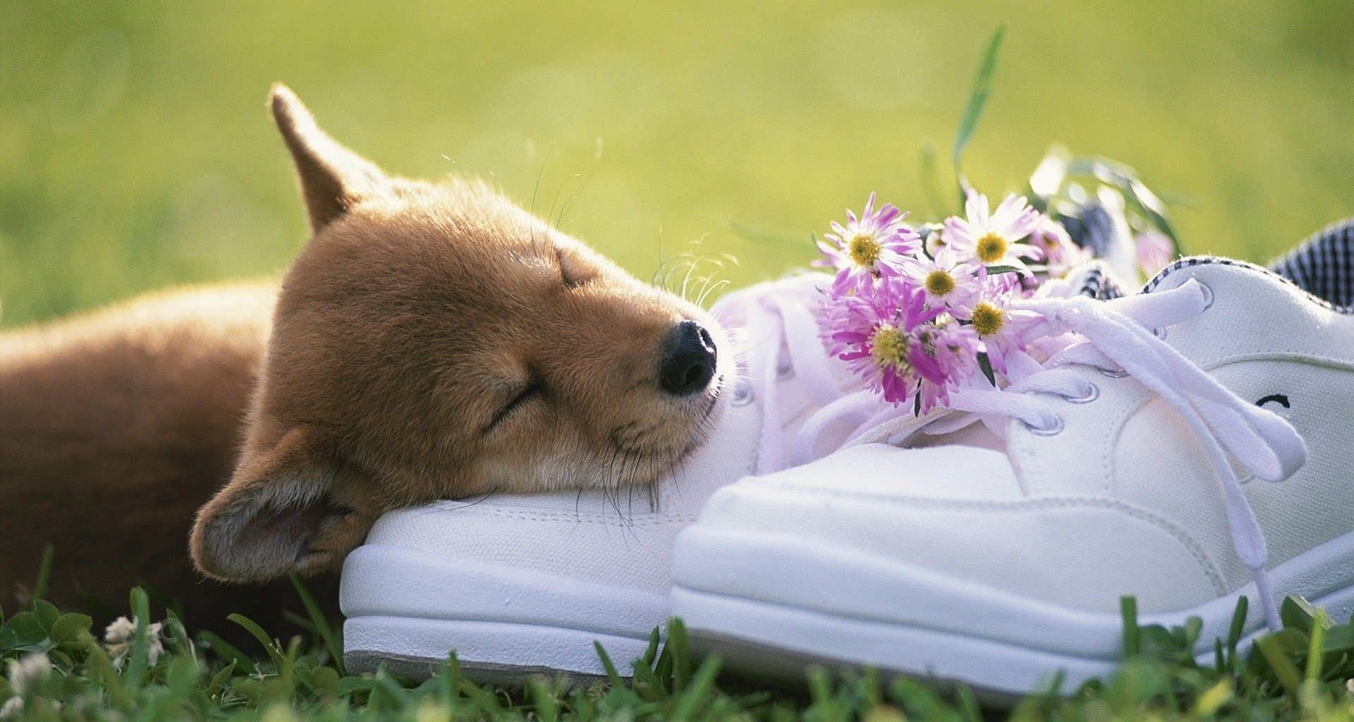 عکس hd خواب بهاری جانور کوچولو روی کفش سفید