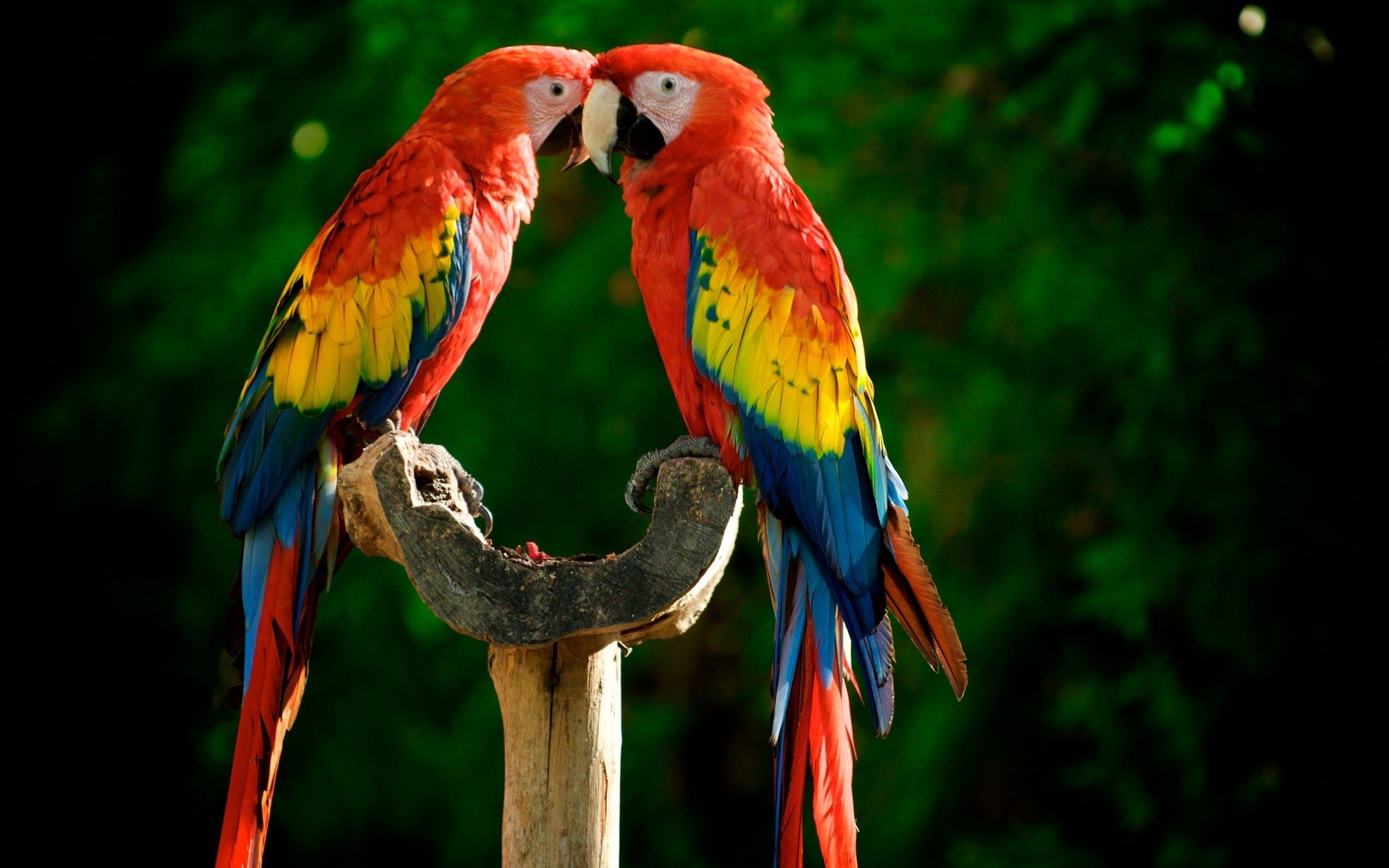 عکس پروفایل عاشقانه طوطی های ماکائو به رنگ های قرمز زرد آبی