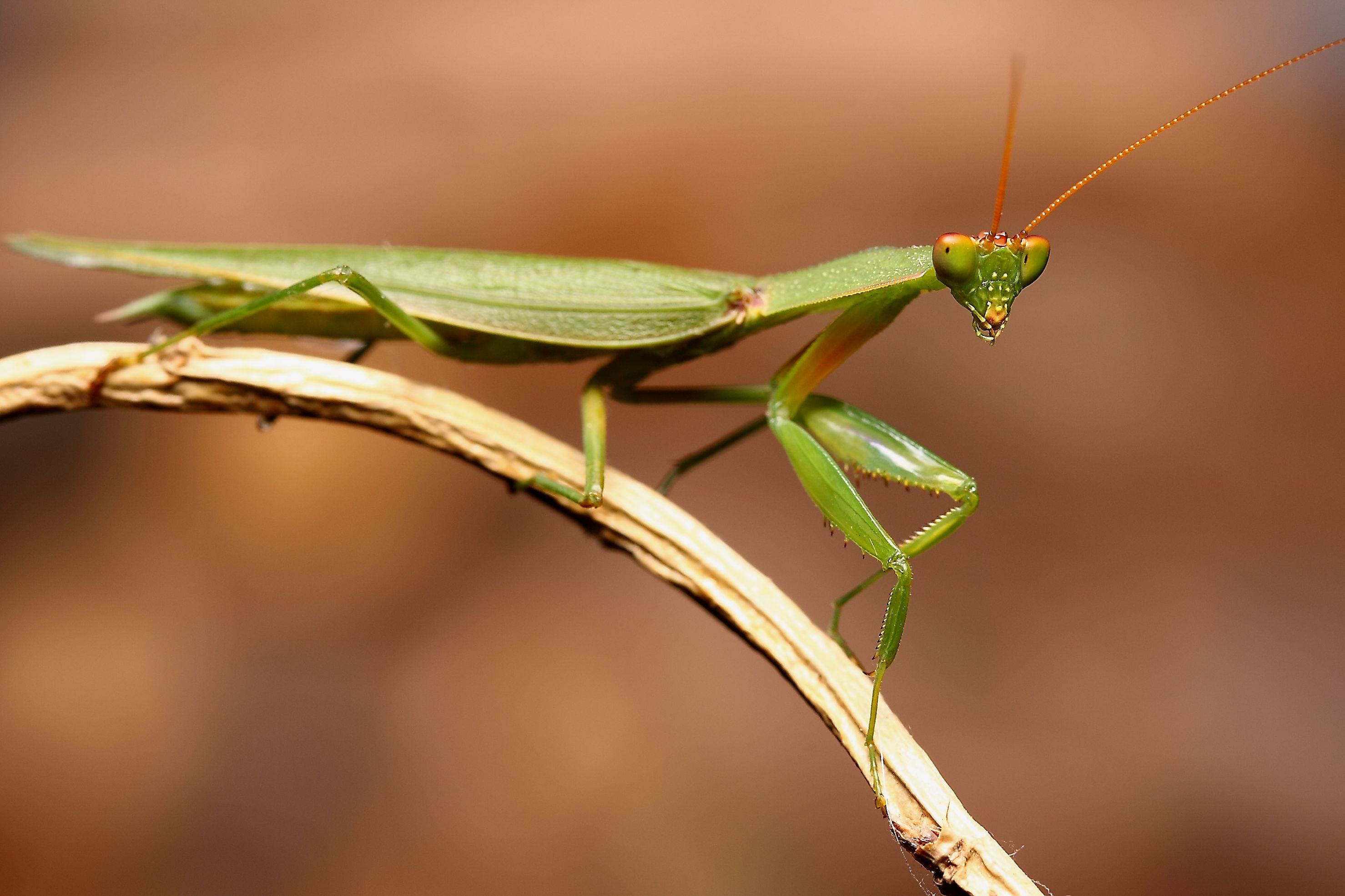 تصویر جذاب حشره Mantis سبز رنگ با شاخک های بلند