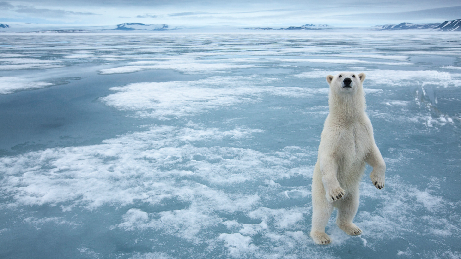 عکس استوک خرس قطبی با کیفیت 4k برای تصویر زمینه