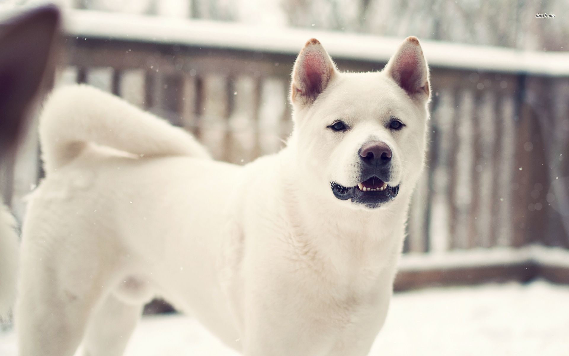 تصویر 4K از سگ شجاع و بزرگ سفید هوای برفی