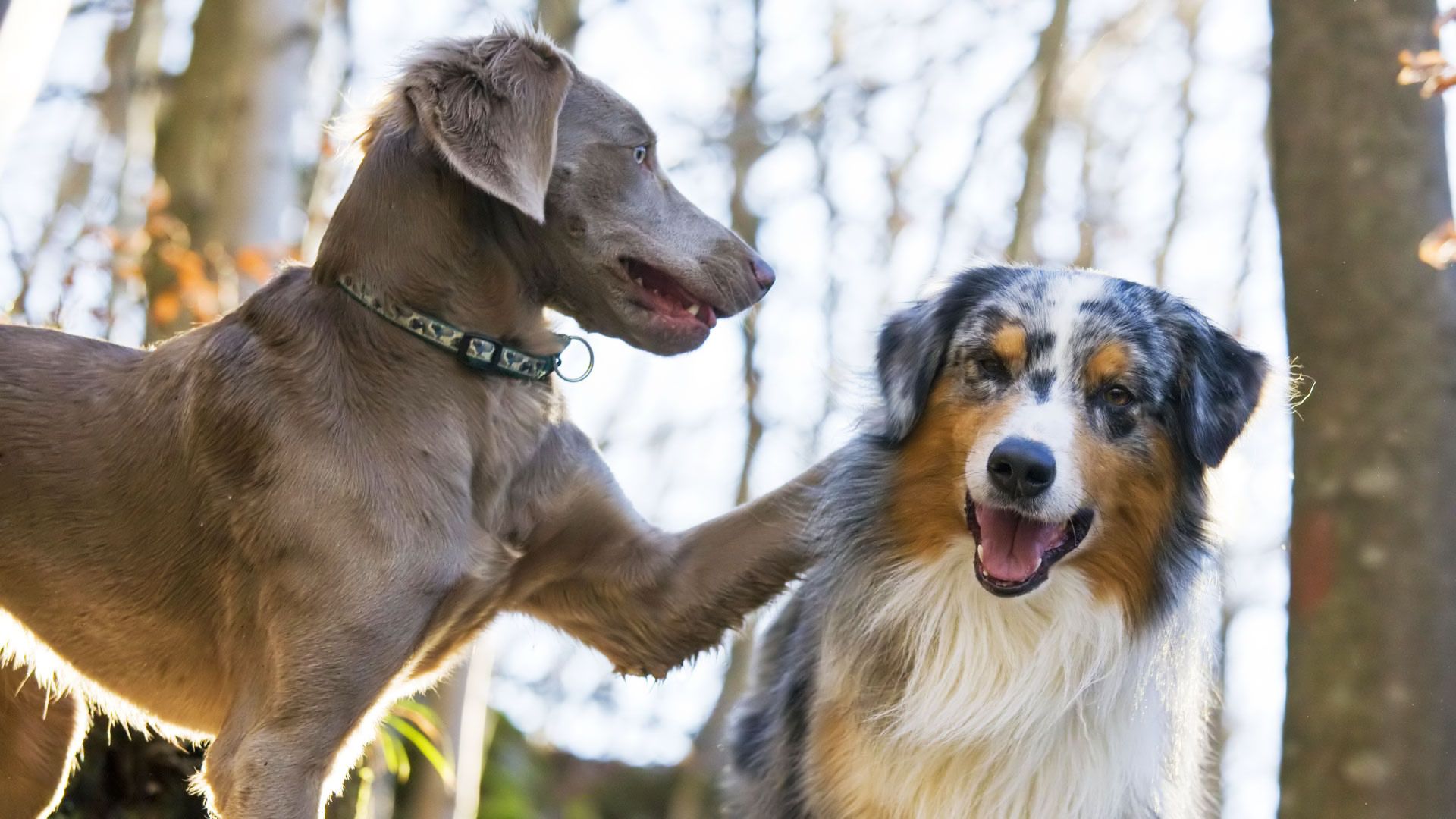 نمای صلح‌آمیز از دو سگ با نژاد های خاص در کنار یکدیگر 