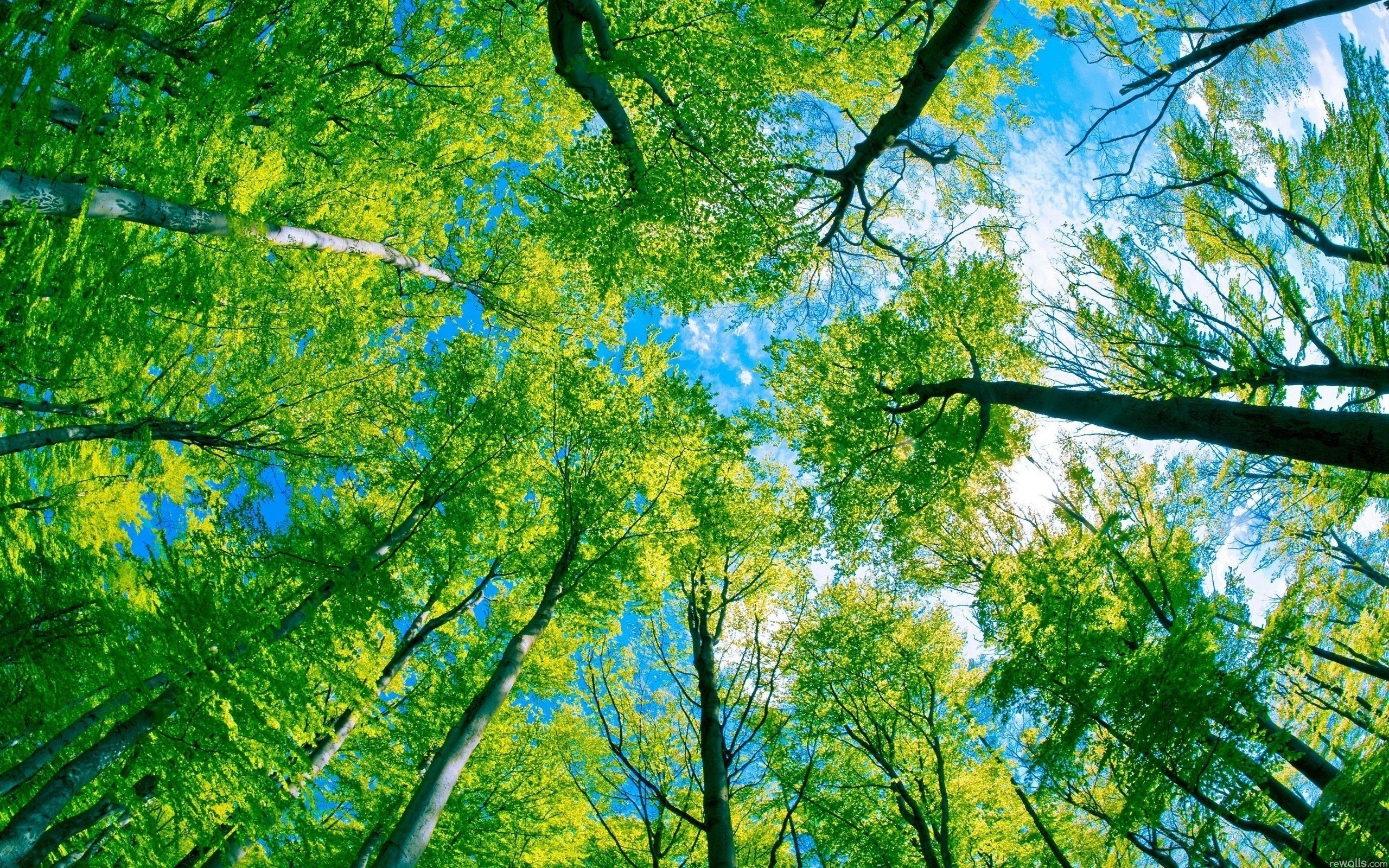 عکس خوشگل درختان سبز از زاویه پایین برای اینستاگرام