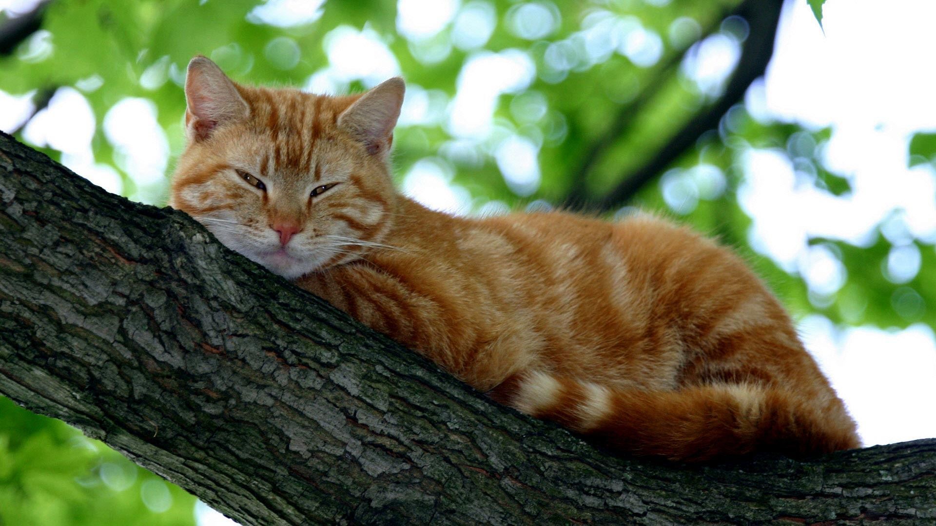عکس استوک گربه نارنجی راه راه بامزه لم داده روی شاخه درخت