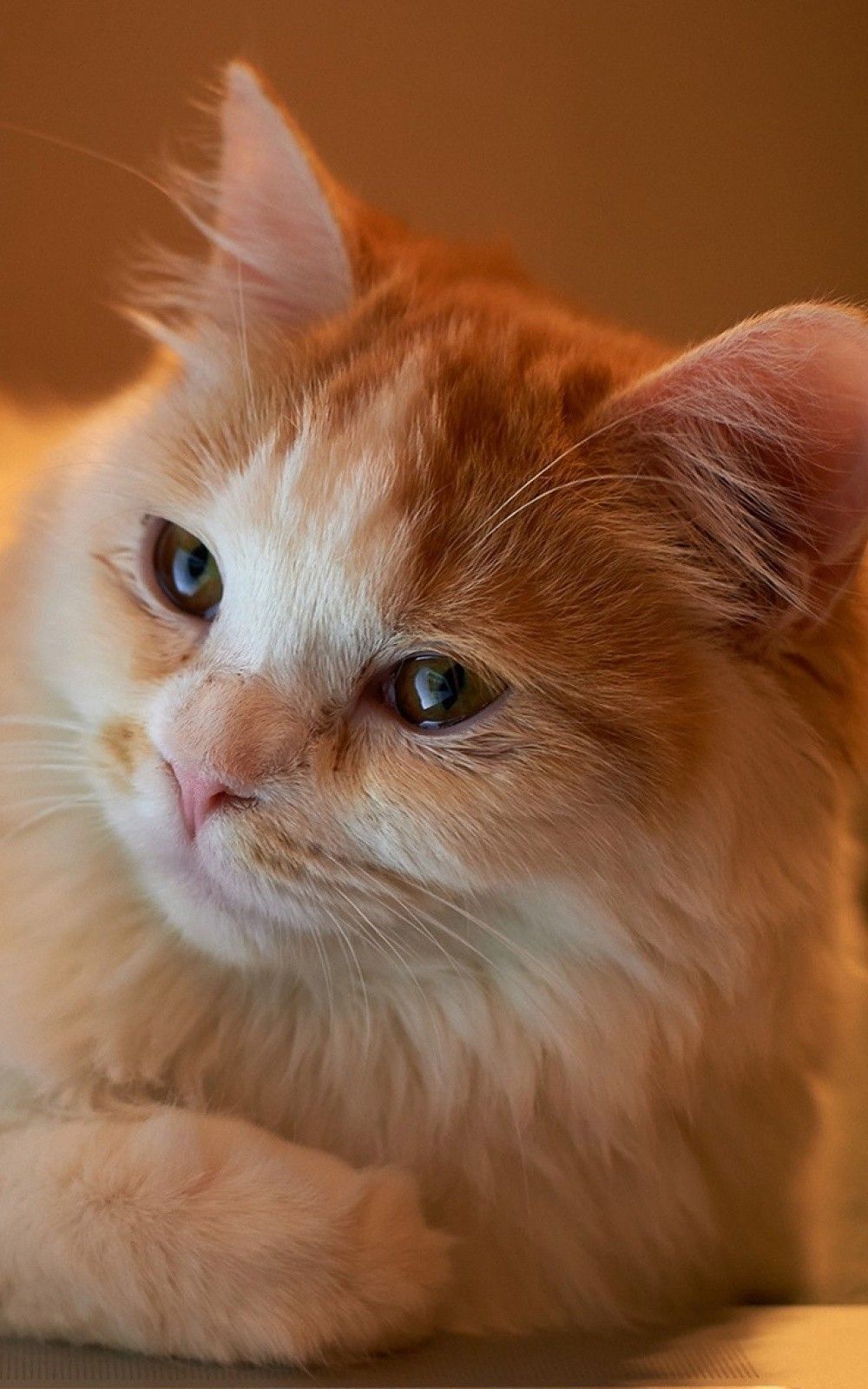  Wallpaper گربه نرم نارنجی با چشم های قهوه‌ای