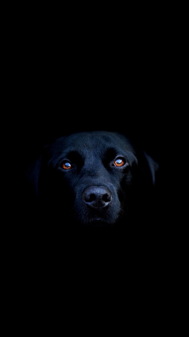 Background باشکوه سگ سیاه با چشمان قهوه‌ای براق