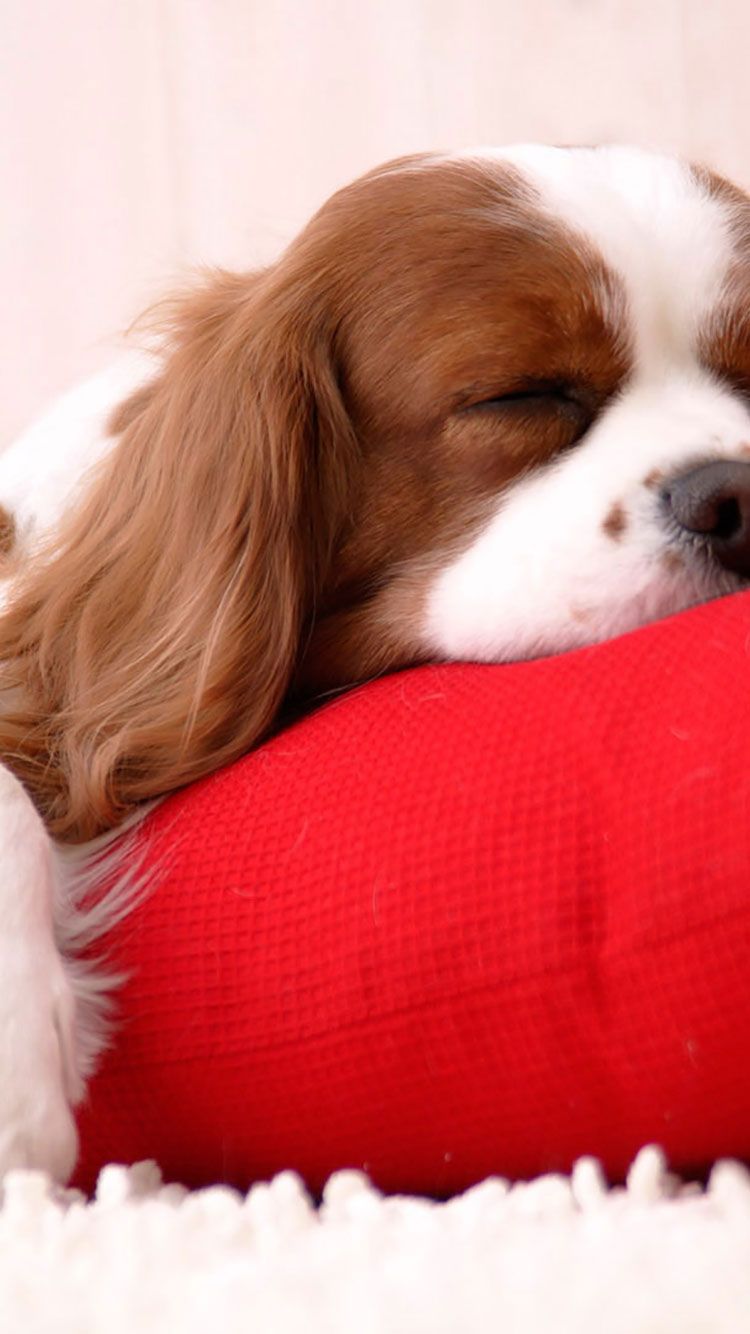 عکس سگ خوابیده روی بالشت قرمز با کیفیت Full HD 