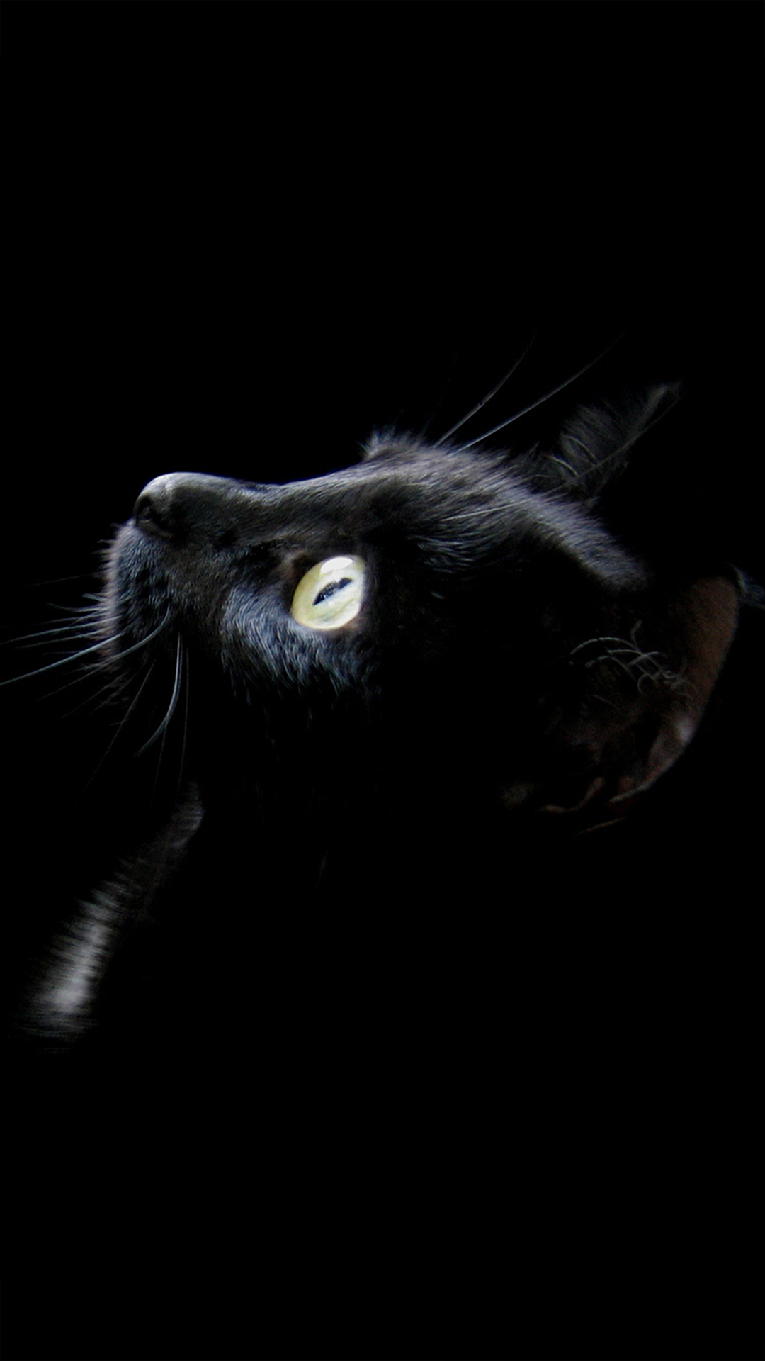 والپیپر گربه مشکی و سیاه برای سامسونگ A13