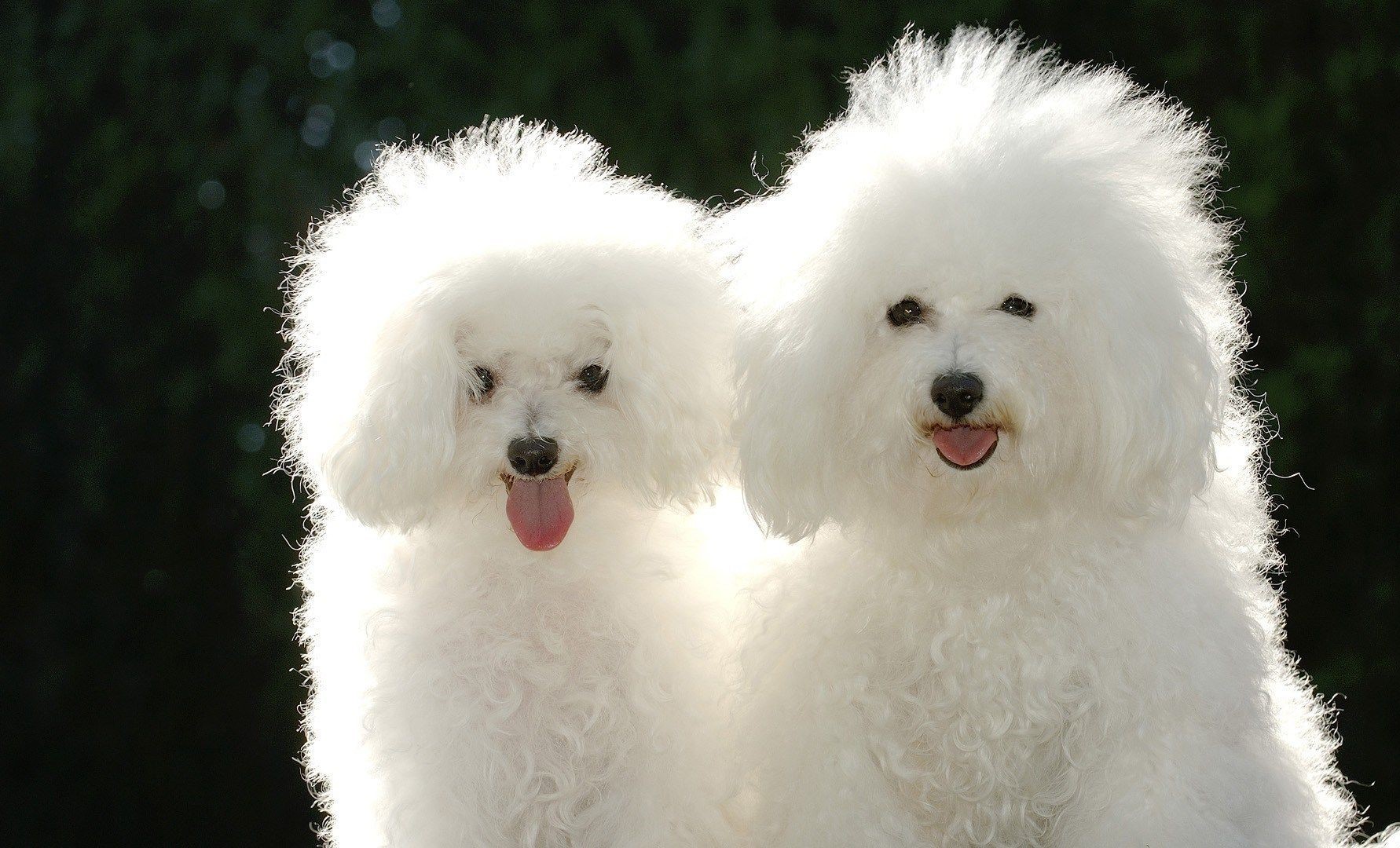 خوشگل ترین سگ های سفید پشمالو در یک قاب HD 