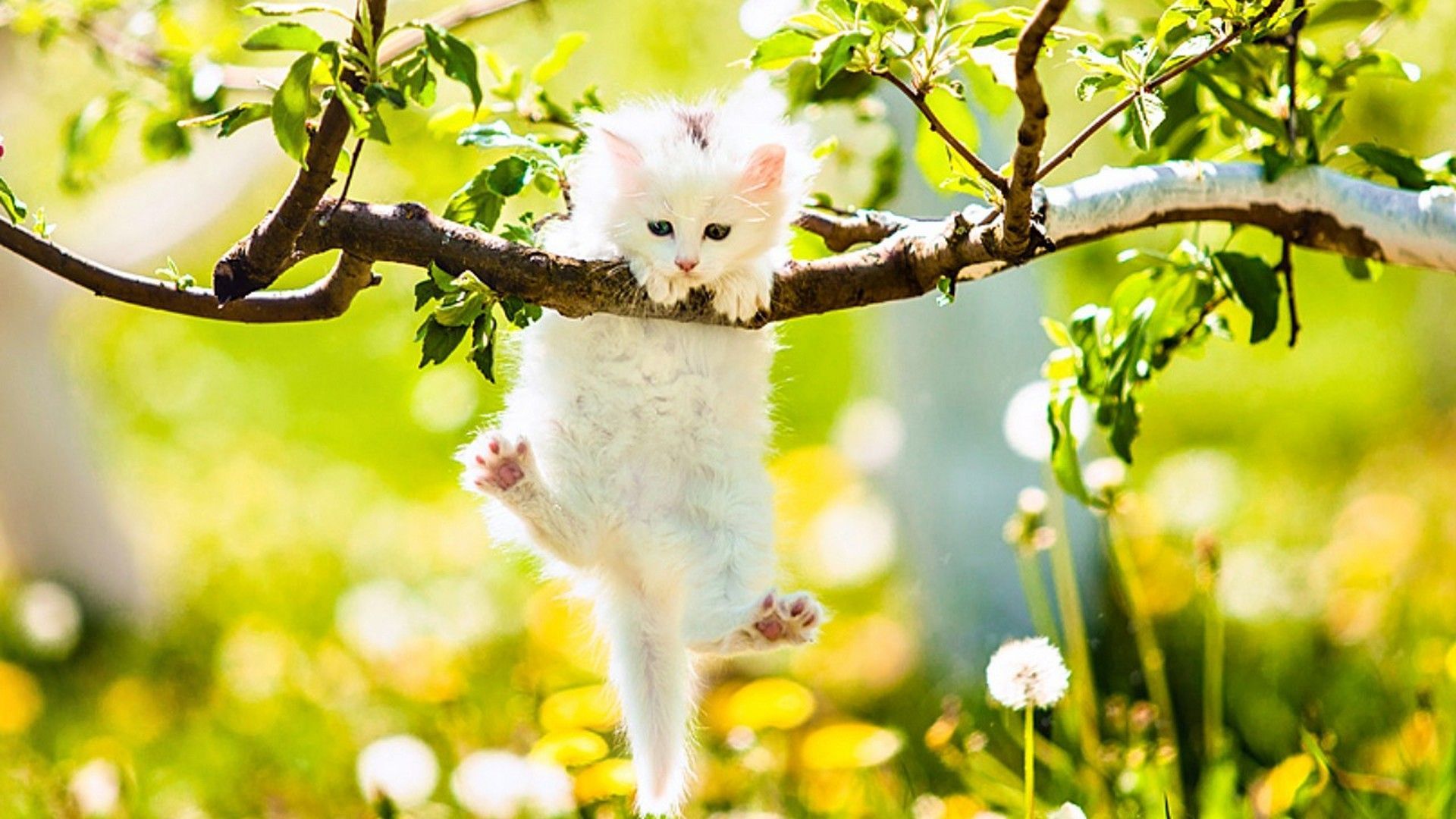 والپیپر کیوت ios از گربه سفید کوچولو آویزان از درخت