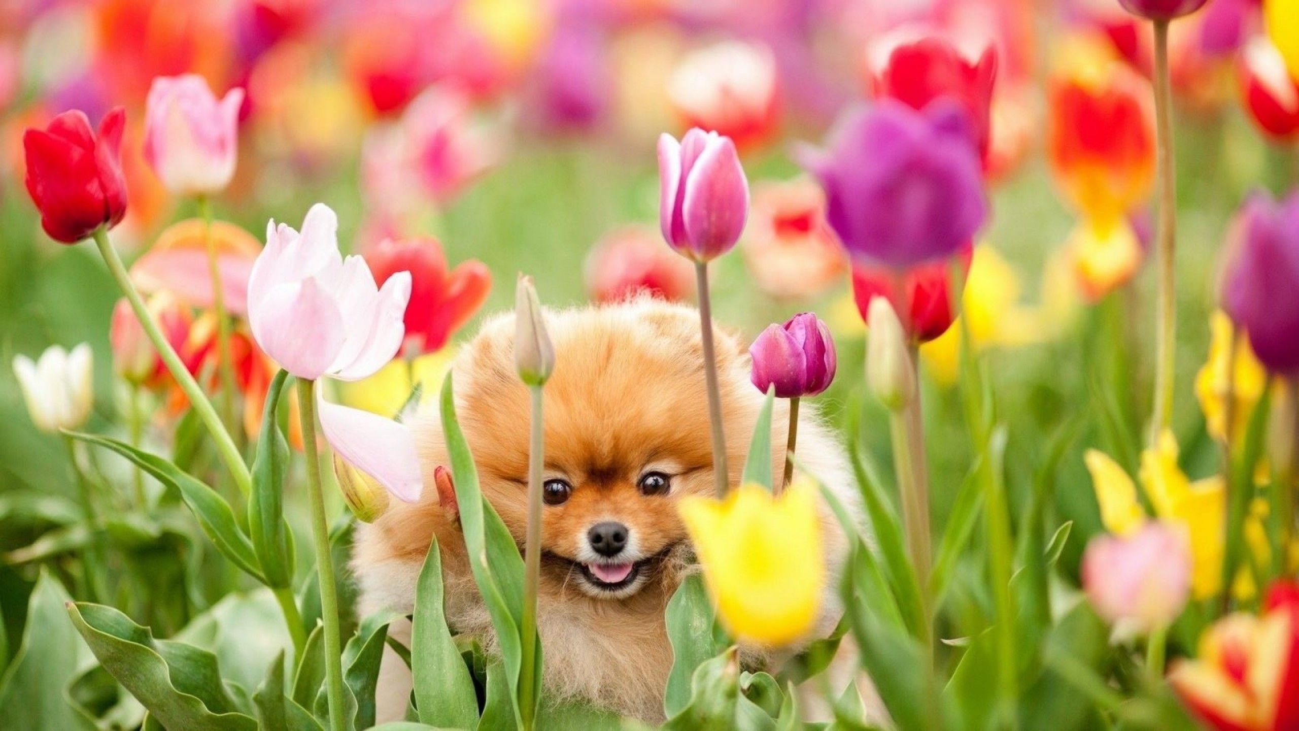 والپیپر لپتاپ از سگ بامزه در باغ گل لاله هزار رنگ بهار